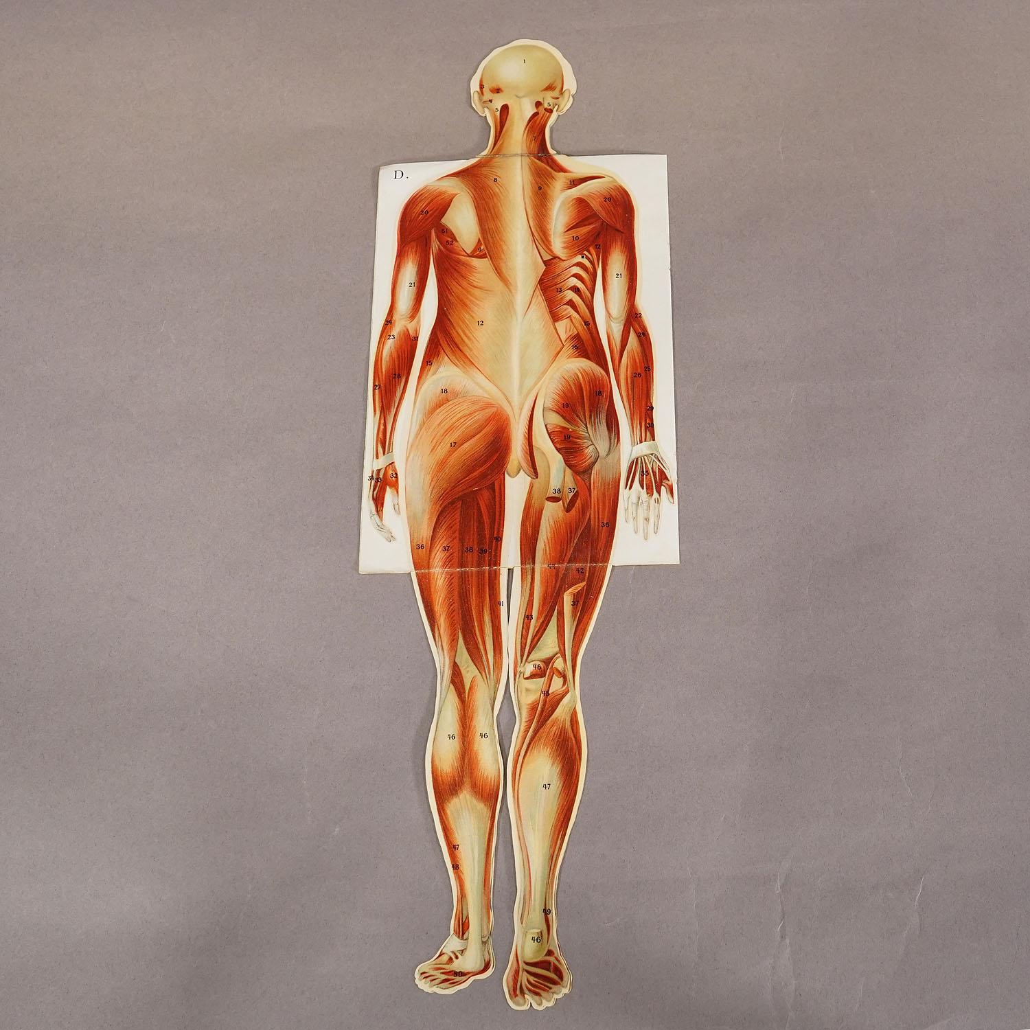 Paper Foldable Anatomical Brochure Depicting Female Anatomy ca.1900s For Sale
