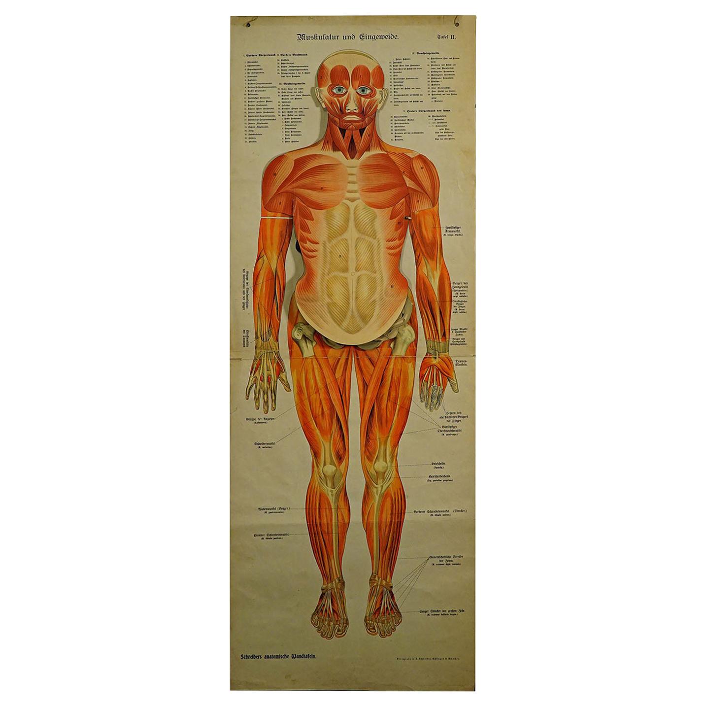 Foldable Anatomical Wall Chart Depicting Human Musculature For Sale