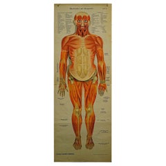 Foldable Anatomical Wall Chart Depicting Human Musculature