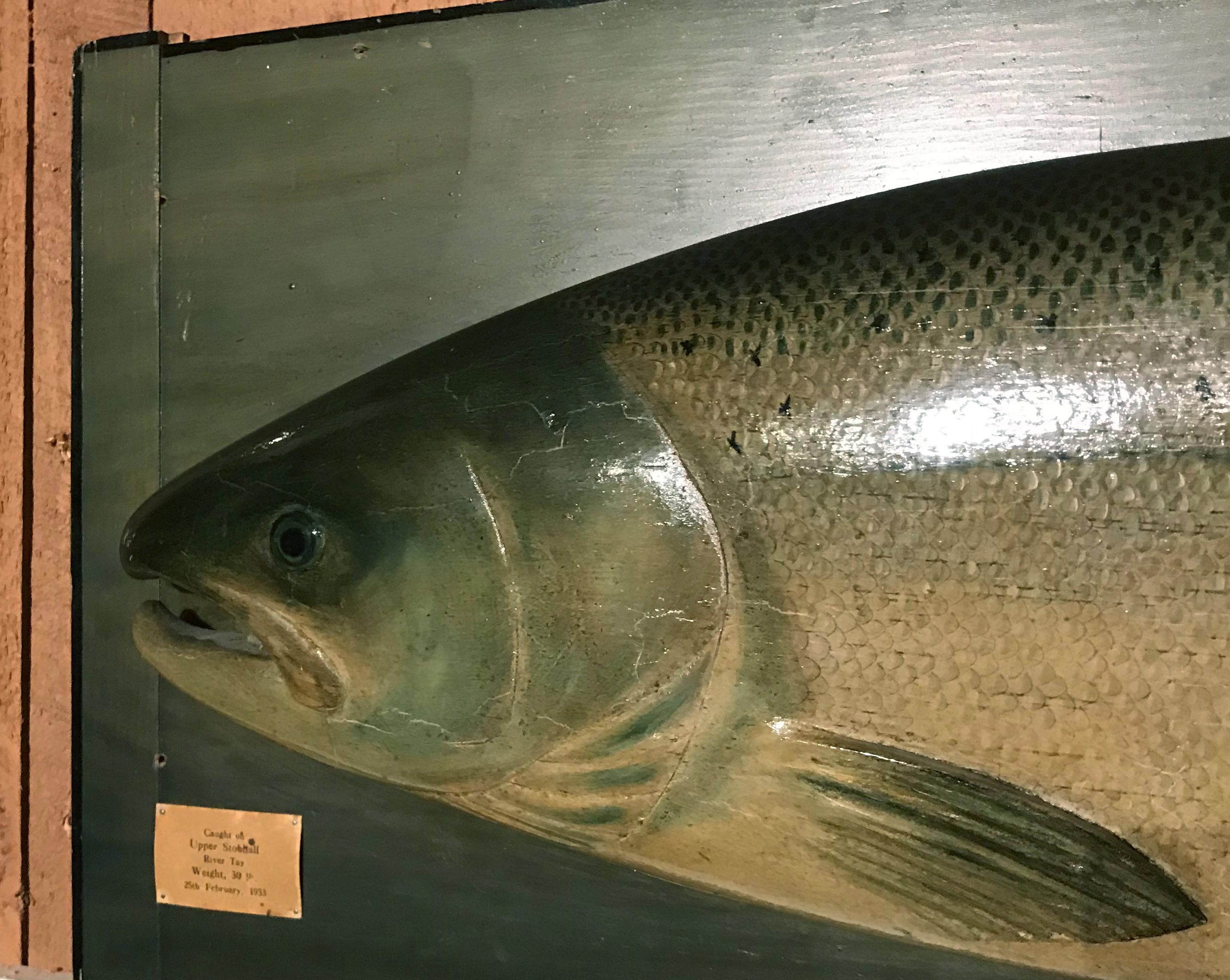 This is an exact model of a 30 pound salmon caught in 1933 in the famous Upper Stobhall Beat on the river Tay by the renowned firm of P.D. Malloch, a famous old time tackle shop in Perth which employed Scottish model makers who would create exact
