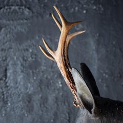Folk Art Deer’s Museum Trophy Plaque with Natural Antlers, circa 1880