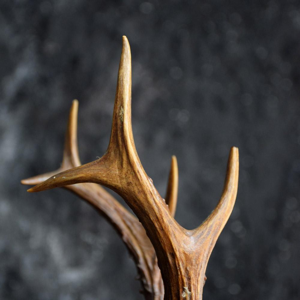 Folk Art Deer’s Museum Trophy Plaque with Natural Antlers, circa 1880 In Fair Condition In London, GB