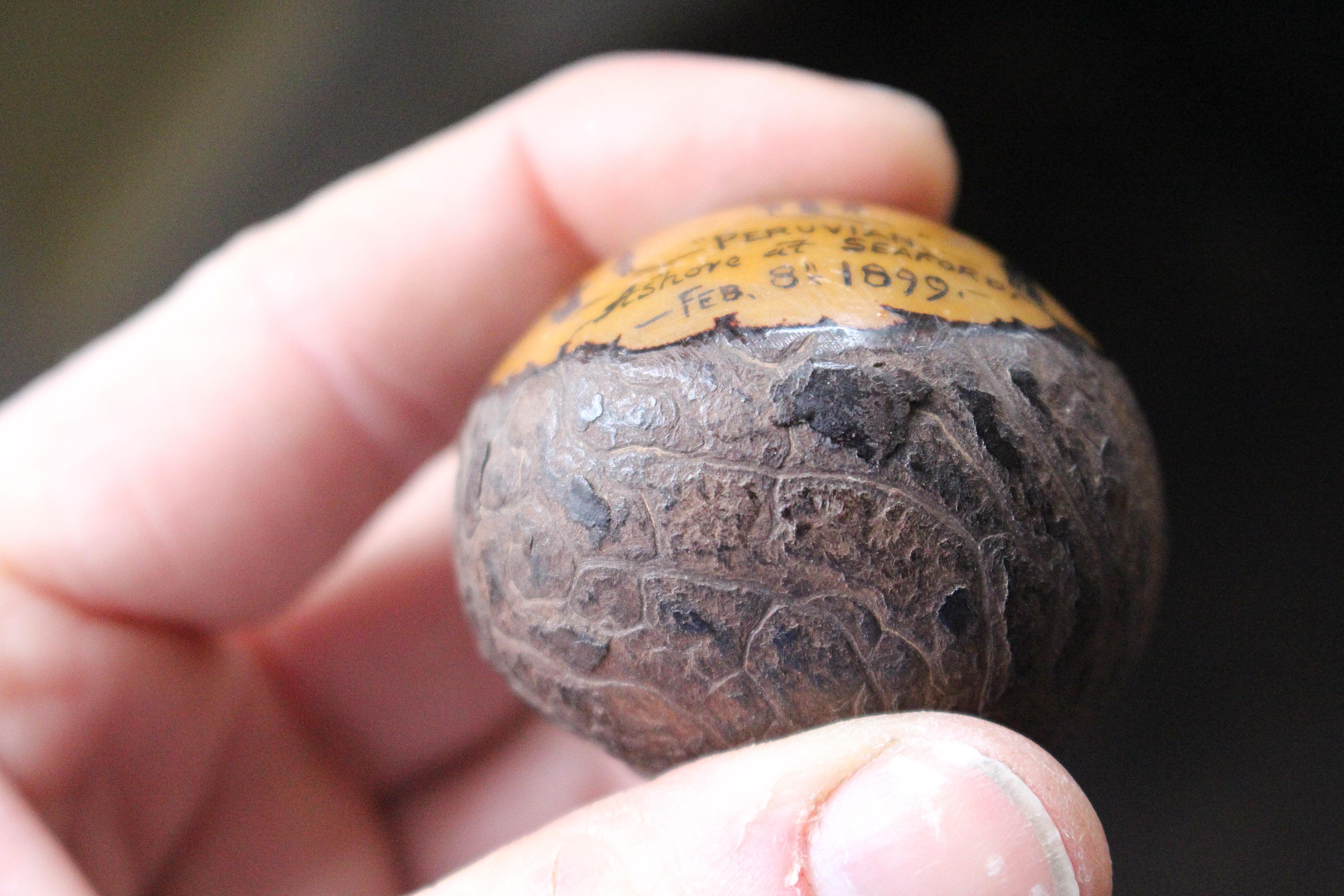 Folk Art Maritime Scrimshaw Shipwreck Tagua Nut 