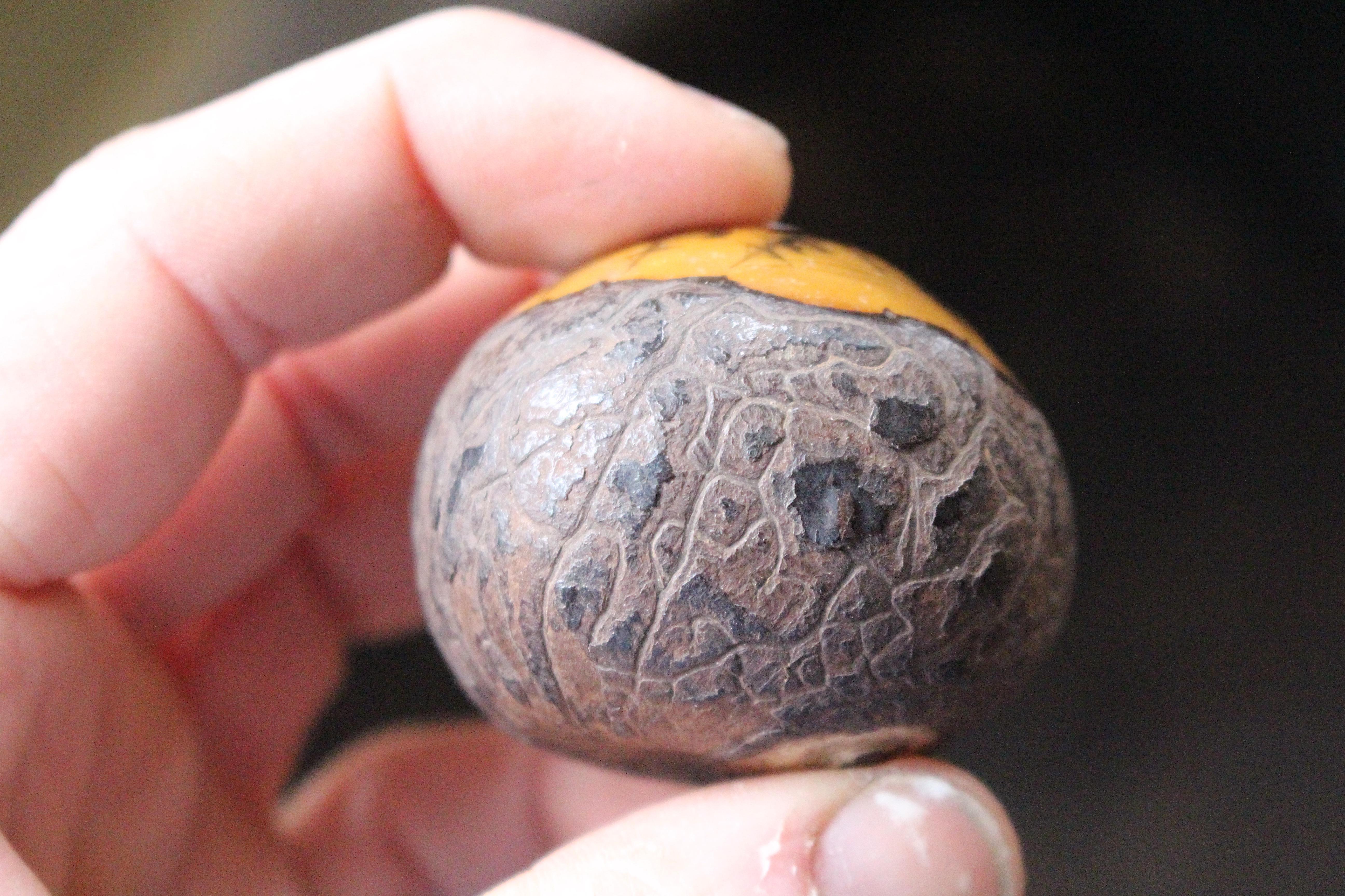Natural Fiber Folk Art Maritime Scrimshaw Shipwreck Tagua Nut 