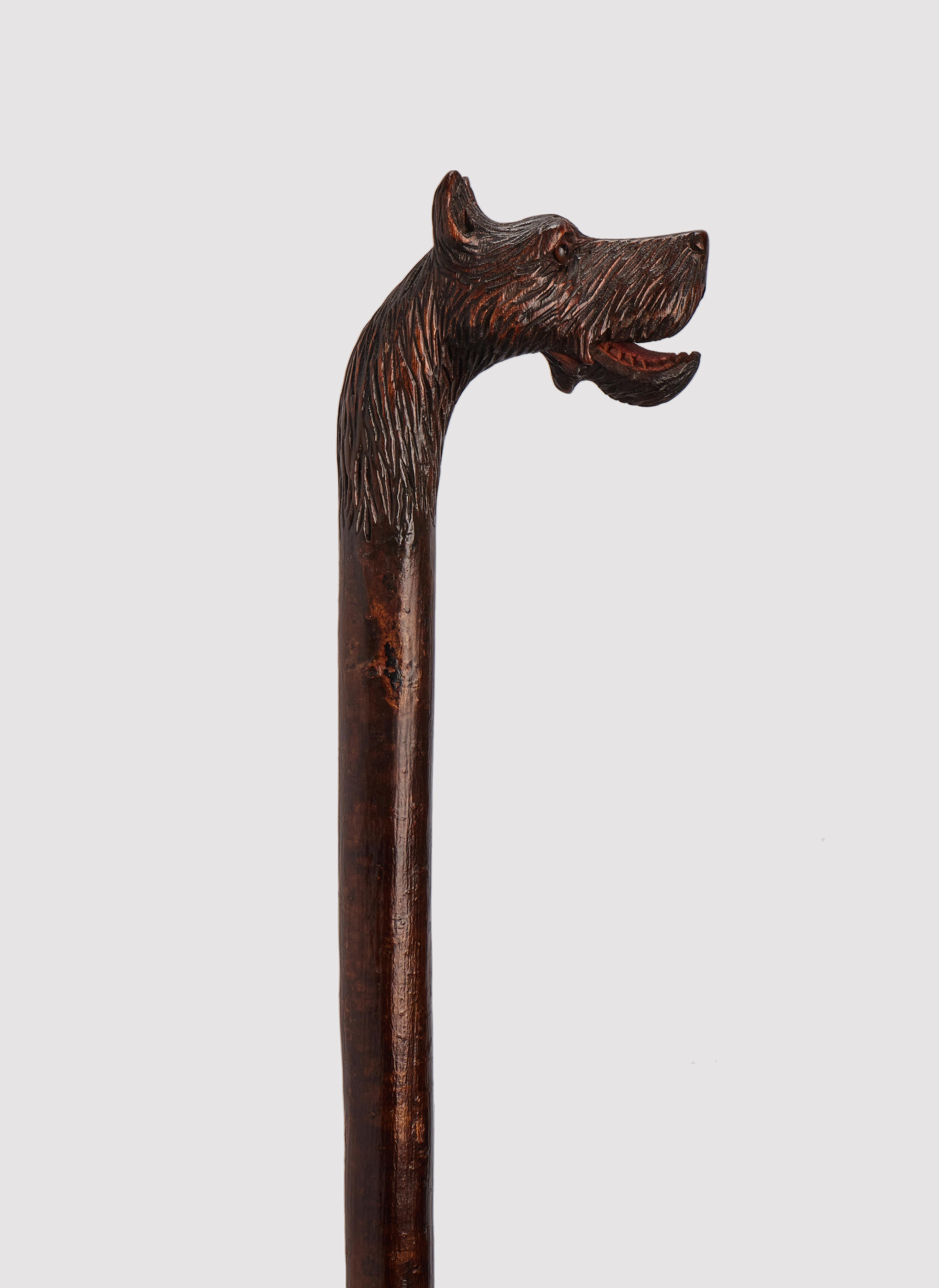 Canne d'art populaire : poignée en bois sculpté représentant une tête de chien dogue, yeux en verre sulfurisé. Manche en bois de fruitier et virole en métal. Allemagne vers 1890.