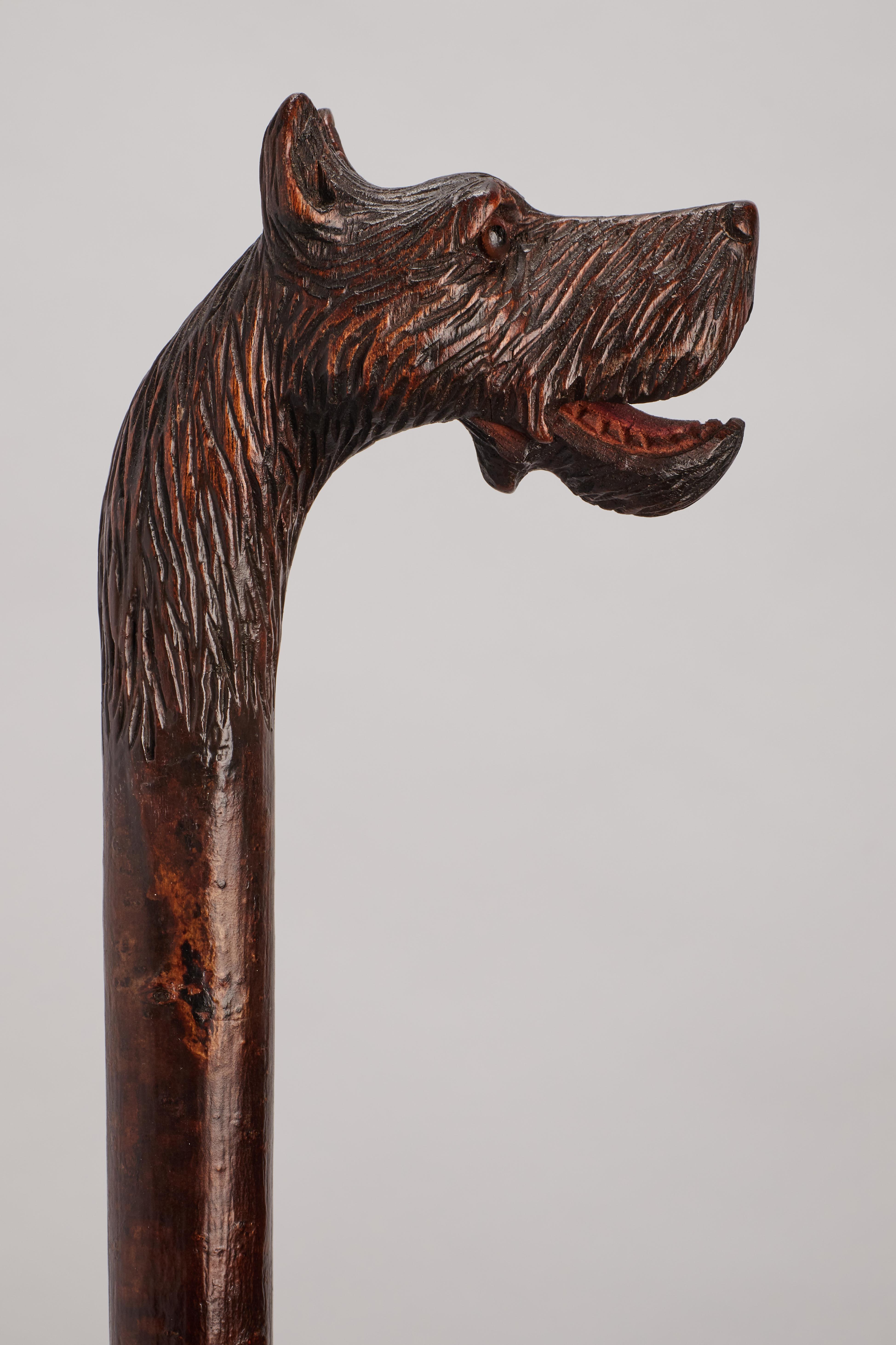 Allemand Canne d'art populaire, représentant la tête d'un chien dogue, Allemagne 1890. en vente