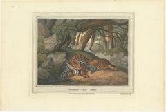 Foreign Field Sports: German Wolf Trap Aquatinta von Dubourg & Howitt, 1813