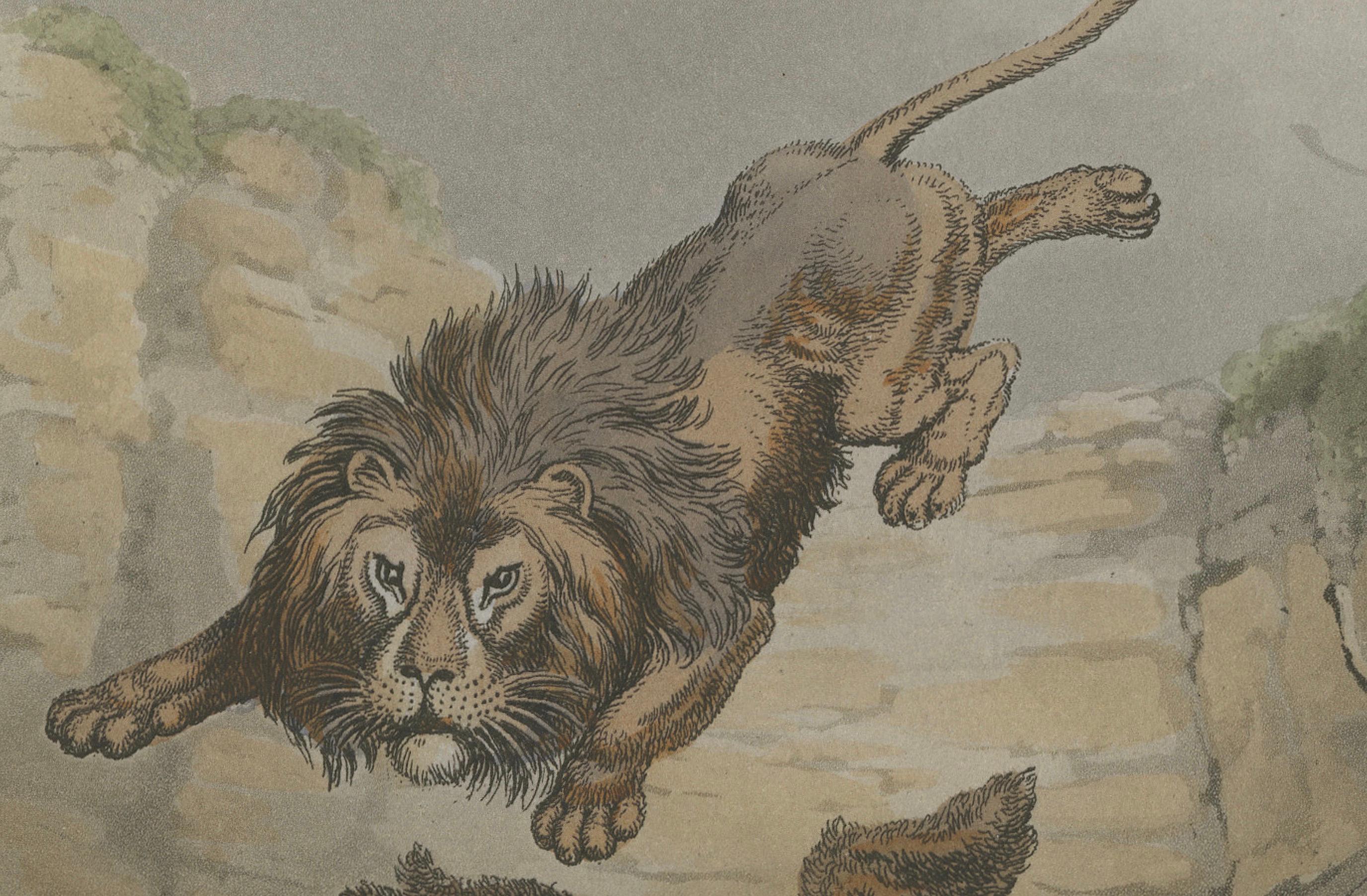 Inizio XIX secolo Sport da campo stranieri: Leone e Ottentotto Acquatinta di Dubourg, Merke & Howitt, 1813 in vendita