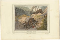 Foreign Field Sports: The Bear Triap Aquatint by Dubourg, Merke & Howitt, 1813