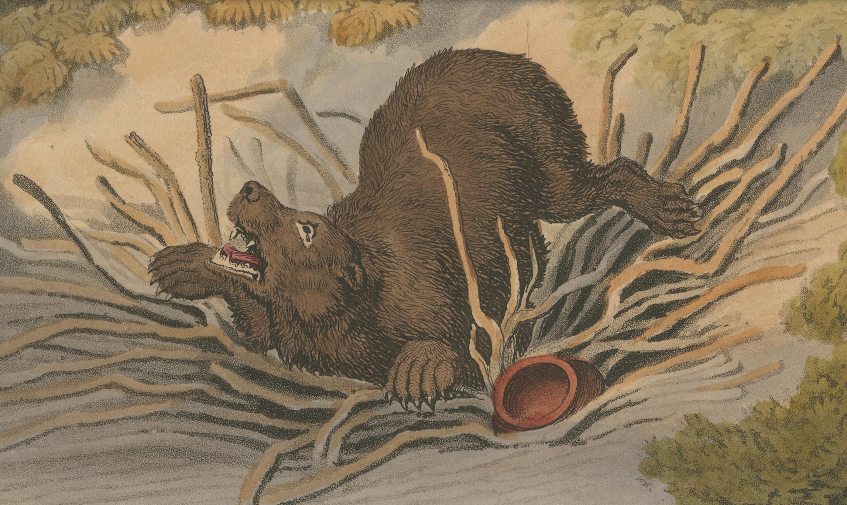 Début du XIXe siècle Sports étrangers : Aquatinte du triage des ours par Dubourg, Merke & Howitt, 1813 en vente
