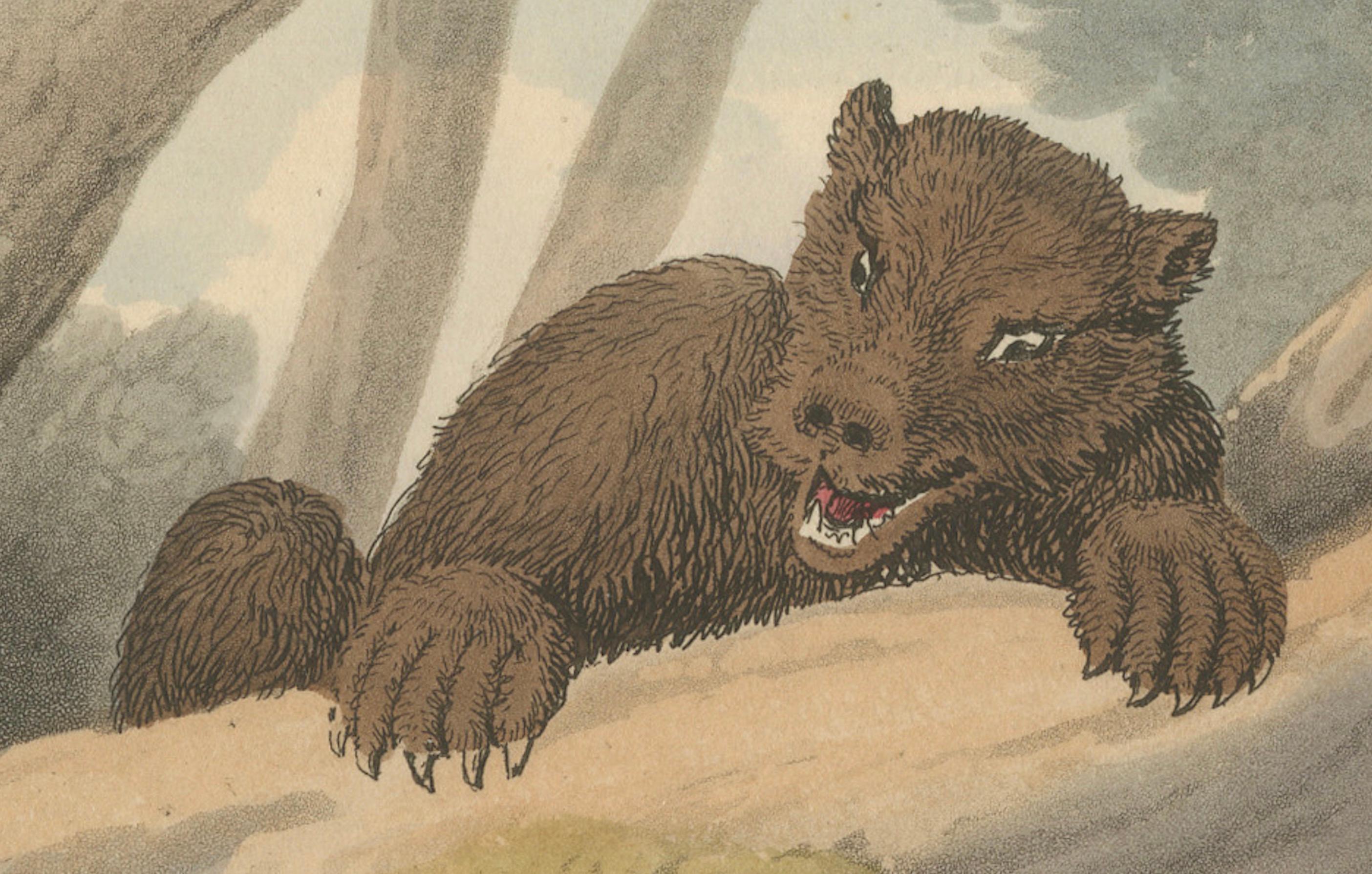 Papier Sports étrangers : Aquatinte du triage des ours par Dubourg, Merke & Howitt, 1813 en vente