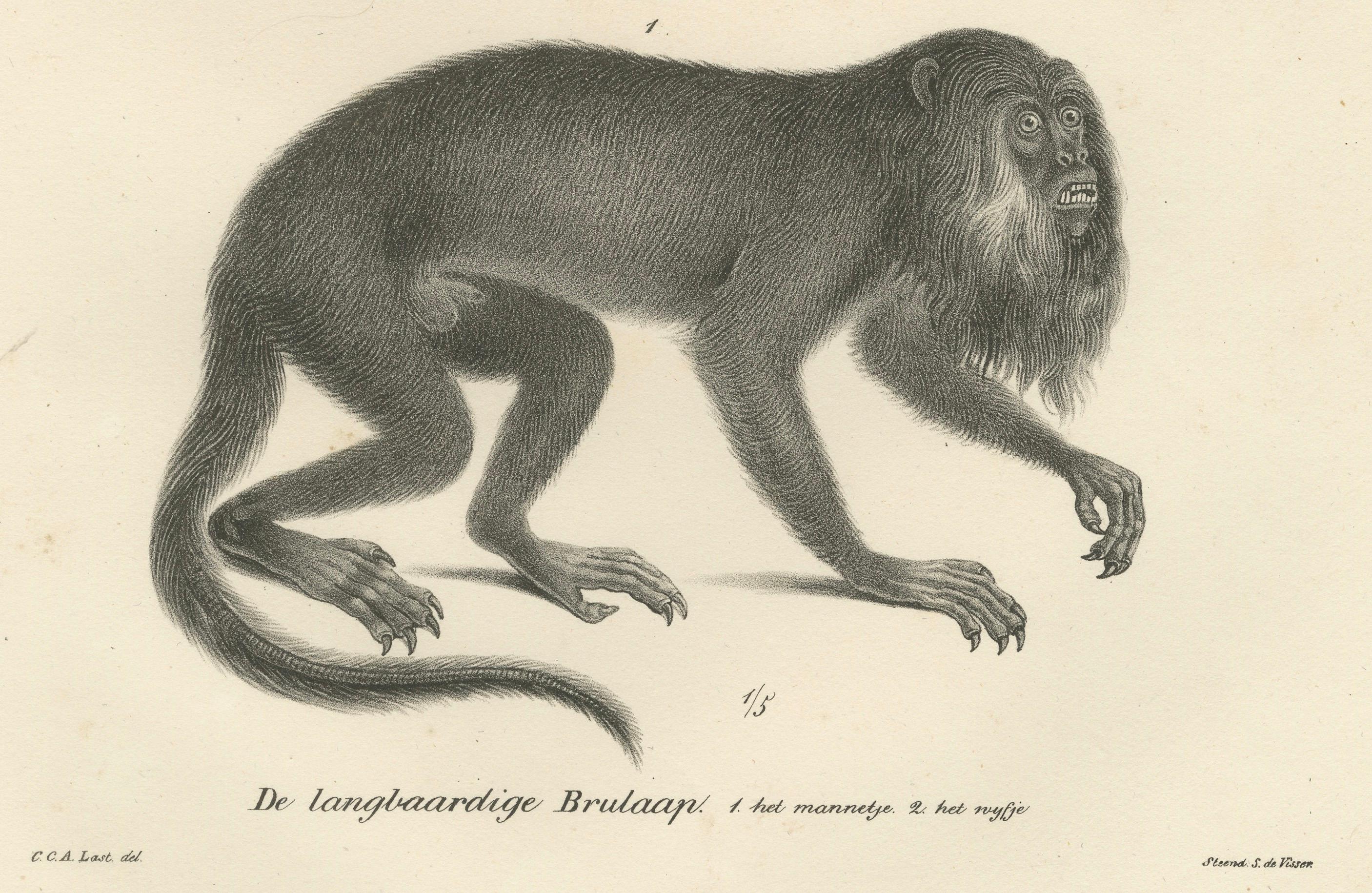 This image features two lithographs depicting different species of primates, originally drawn by Carel Christiaan Antony Last for Heinrich Rudolf Schinz's *Volledige Natuurlijke Historie der Zoogdieren* in 1836. These detailed depictions of primates