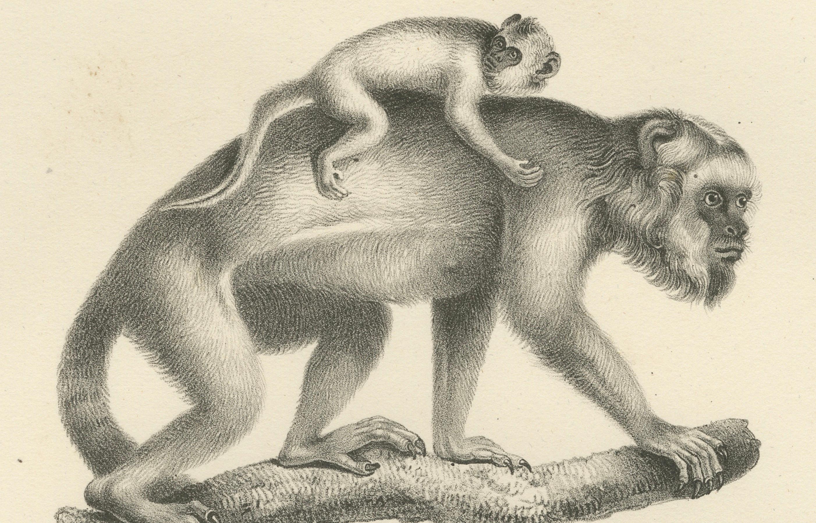 Engraved Forest Devil, Miriki & Long-bearded Howler Monkeys, Lithographs by C. Last, 1836 For Sale