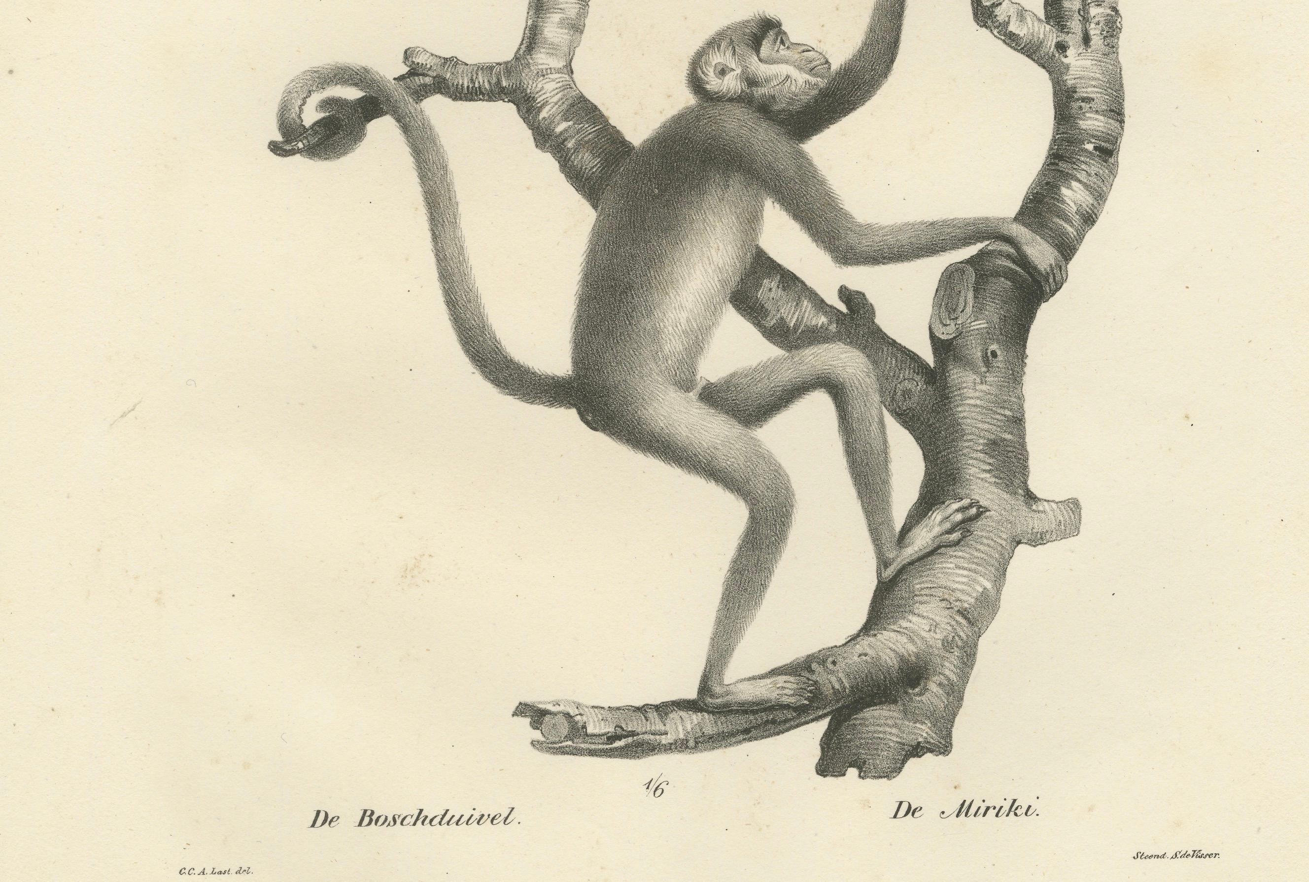 Forest Devil, Miriki & Long-bearded Howler Monkeys, Lithographs by C. Last, 1836 In Good Condition For Sale In Langweer, NL