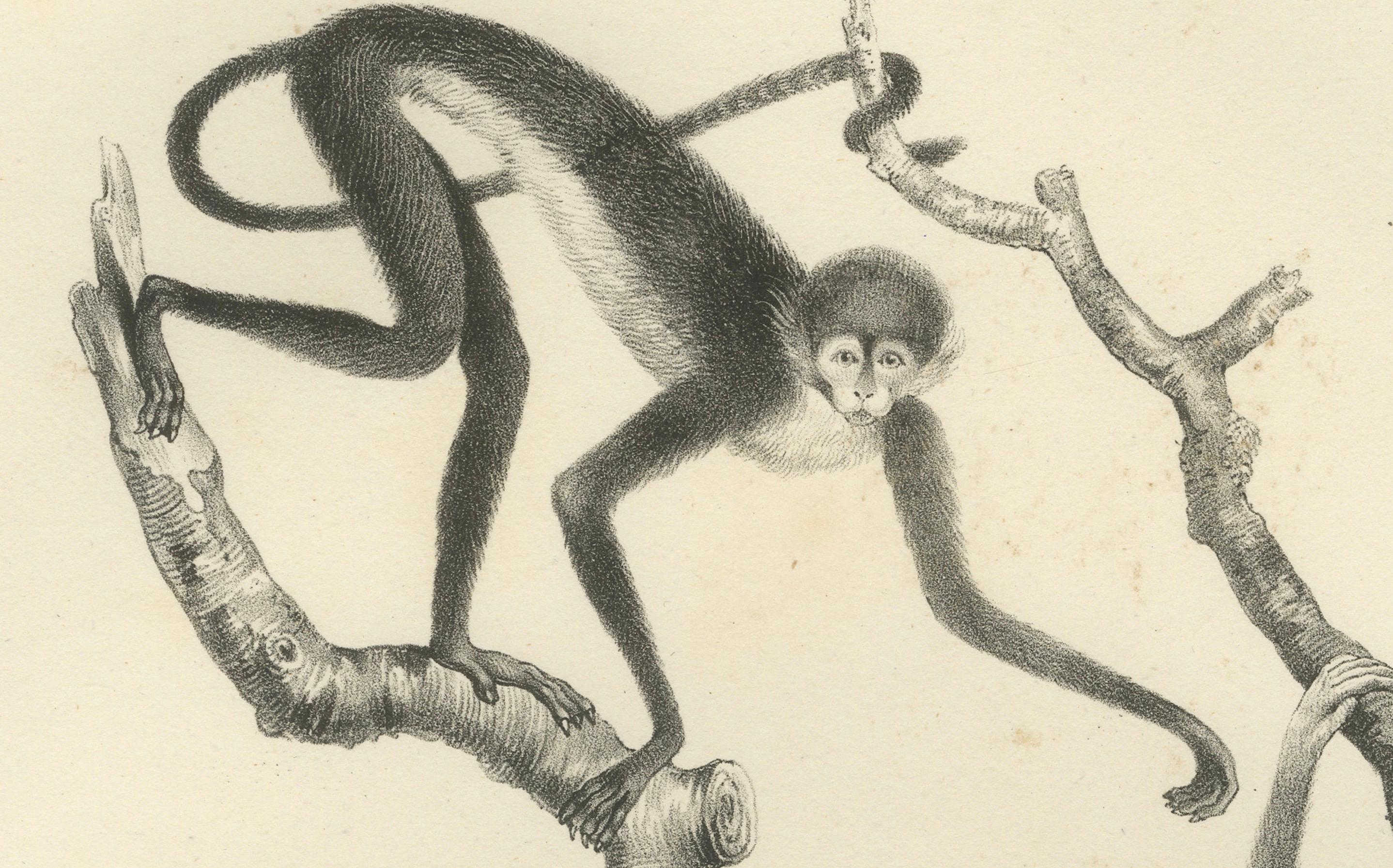 Mid-19th Century Forest Devil, Miriki & Long-bearded Howler Monkeys, Lithographs by C. Last, 1836 For Sale