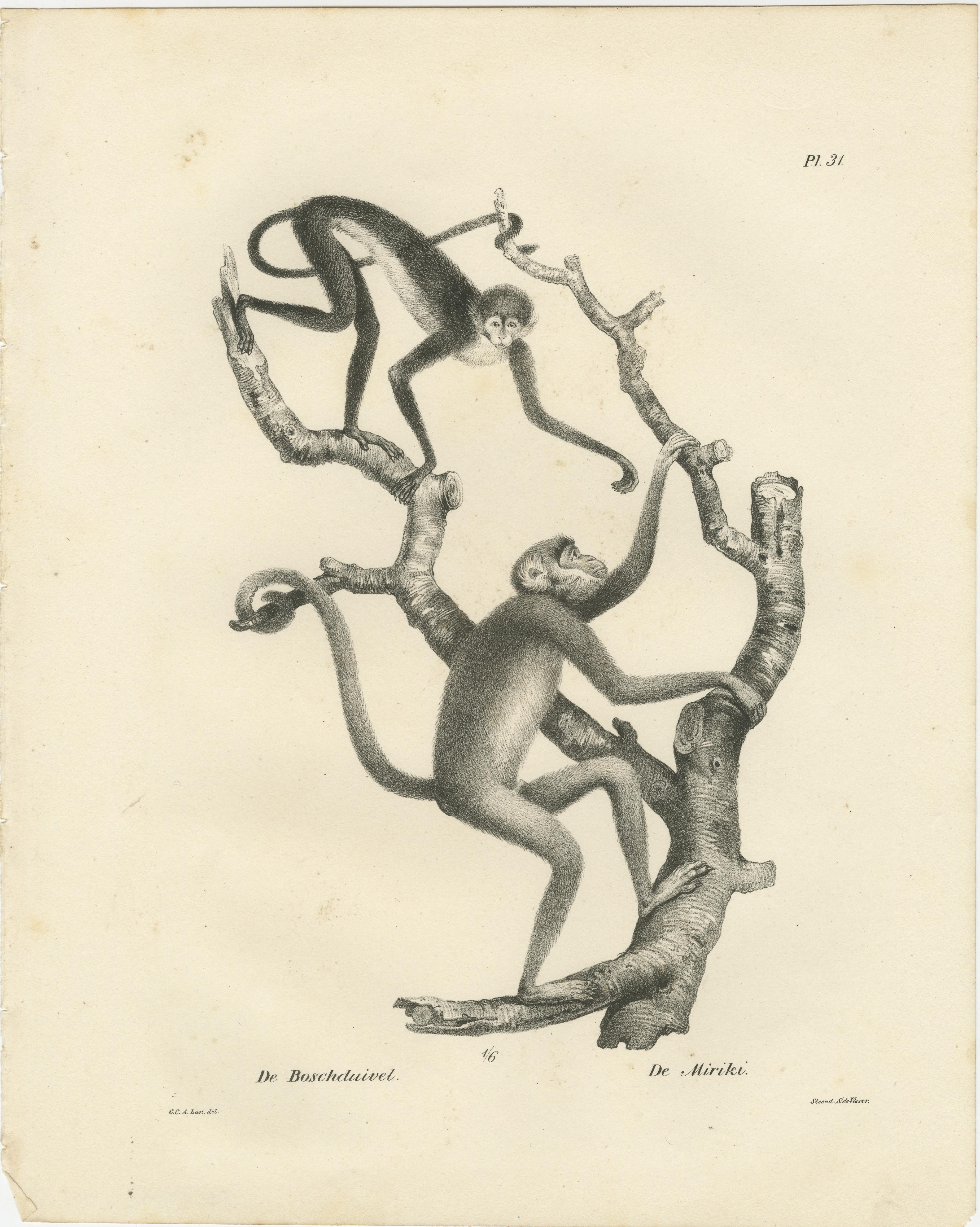 Paper Forest Devil, Miriki & Long-bearded Howler Monkeys, Lithographs by C. Last, 1836 For Sale