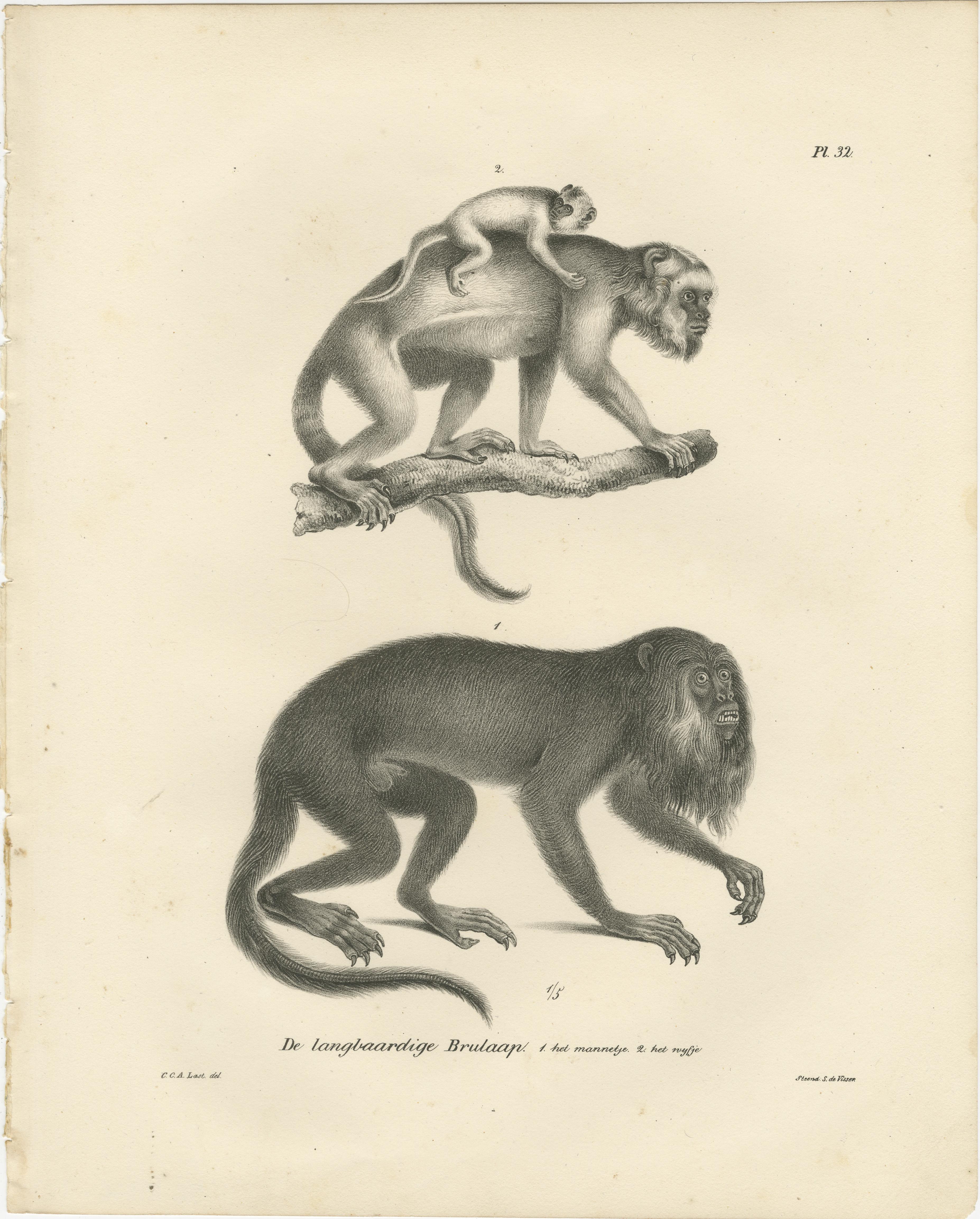 Forest Devil, Miriki & Long-bearded Howler Monkeys, Lithographs by C. Last, 1836 For Sale 1