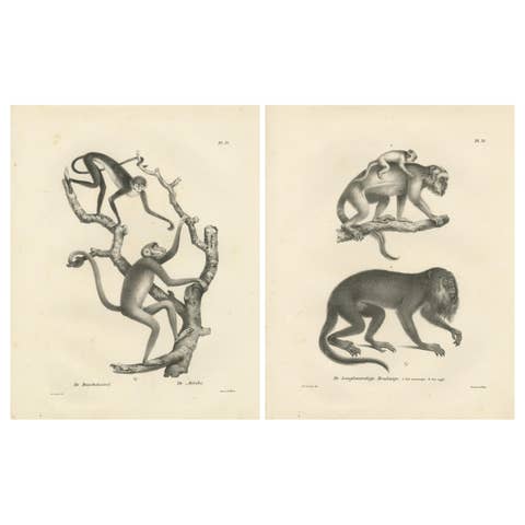 Forest Devil, Miriki & Long-bearded Howler Monkeys, Lithographs by C. Last, 1836