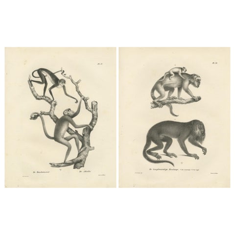 Forest Devil, Miriki & Long-bearded Howler Monkeys, Lithographs by C. Last, 1836