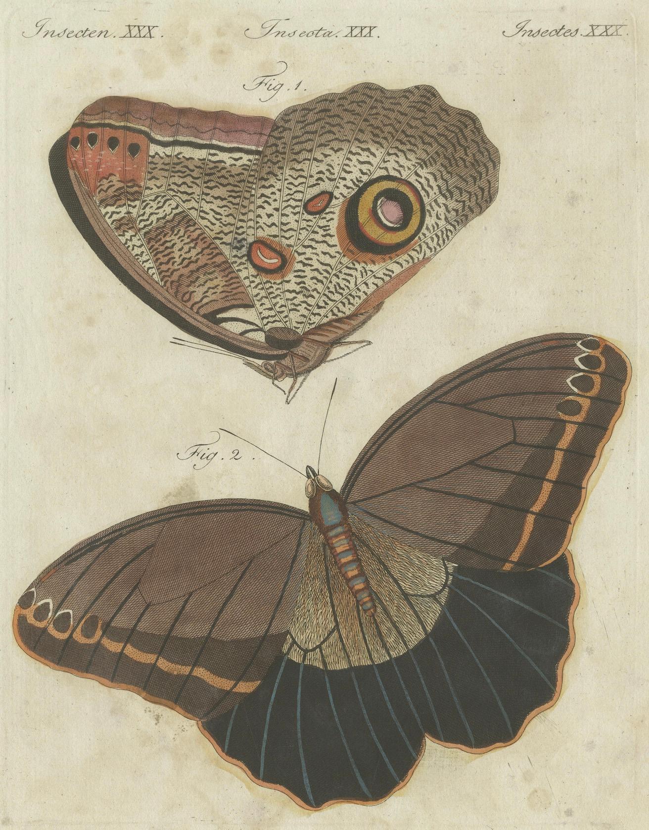 Title: Forest Giant Owl Butterfly (Caligo eurilochus)

Description: Handcoloured copperplate engraving of the Forest Giant Owl Butterfly, depicting the upperside (figure 2) and underside (figure 1). The butterfly is native to tropical regions,