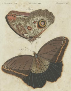 Forest Giant Owl Butterfly (Caligo eurilochus) from Suriname, Published in 1802