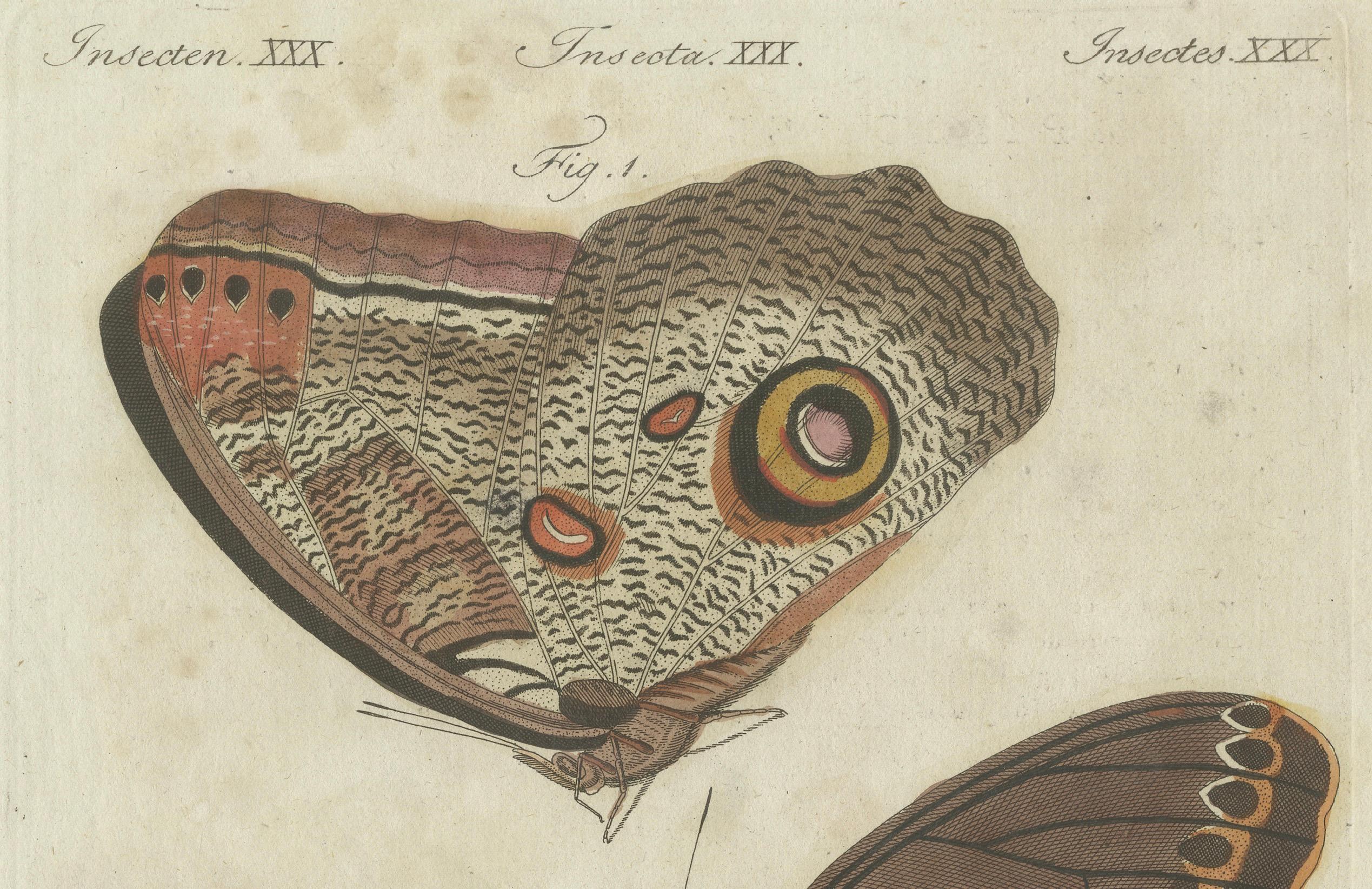 Engraved Forest Giant Owl Butterfly (Caligo eurilochus) from Suriname, Published in 1802 For Sale