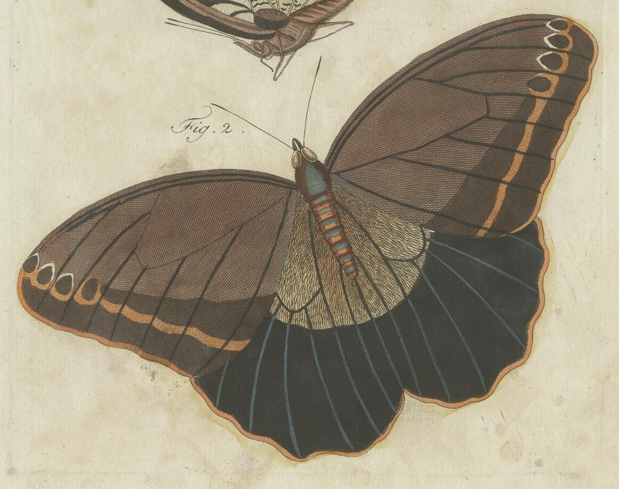 Forest Giant Owl Butterfly (Caligo eurilochus) from Suriname, Published in 1802 In Fair Condition For Sale In Langweer, NL
