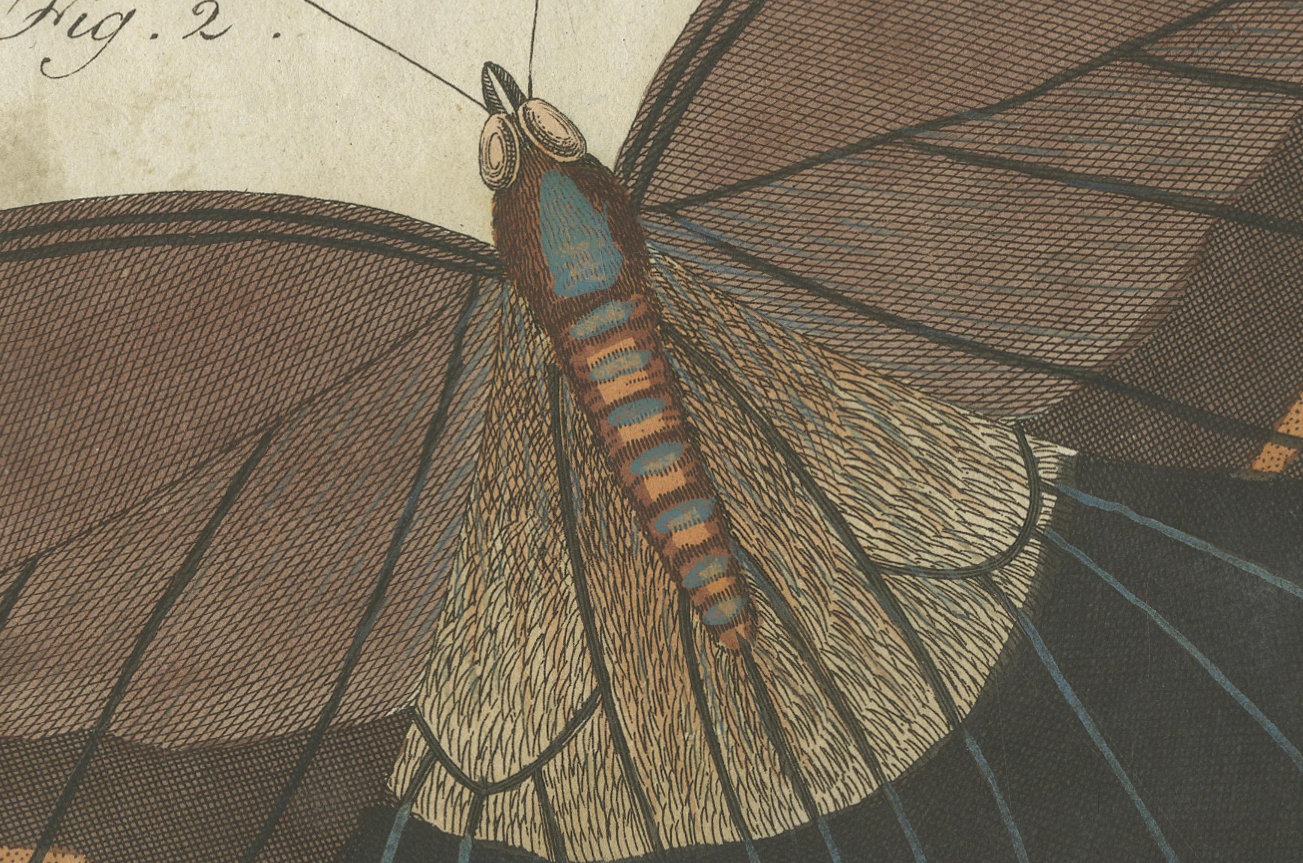Early 19th Century Forest Giant Owl Butterfly (Caligo eurilochus) from Suriname, Published in 1802 For Sale