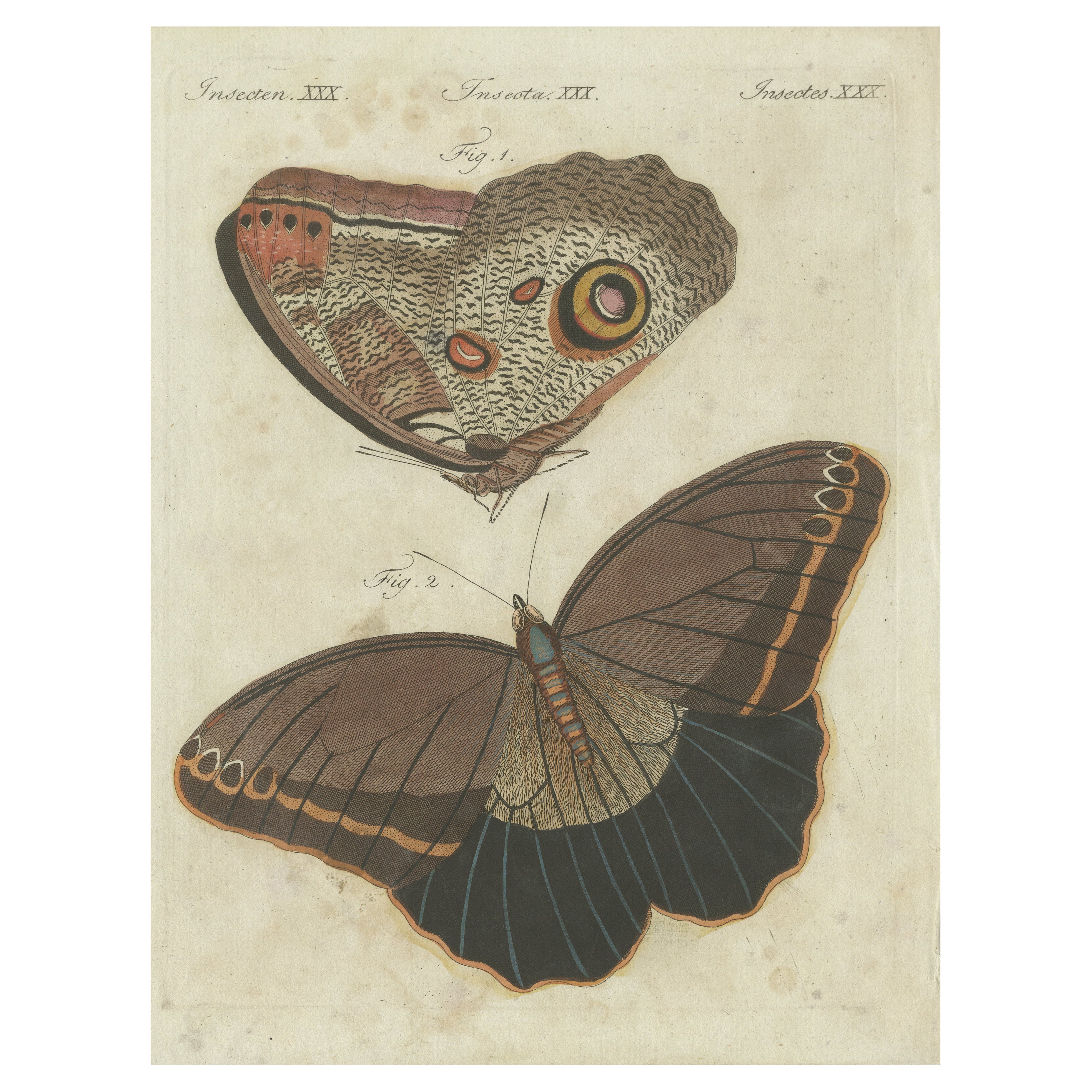Forest Giant Owl Butterfly (Caligo eurilochus) from Suriname, Published in 1802 For Sale