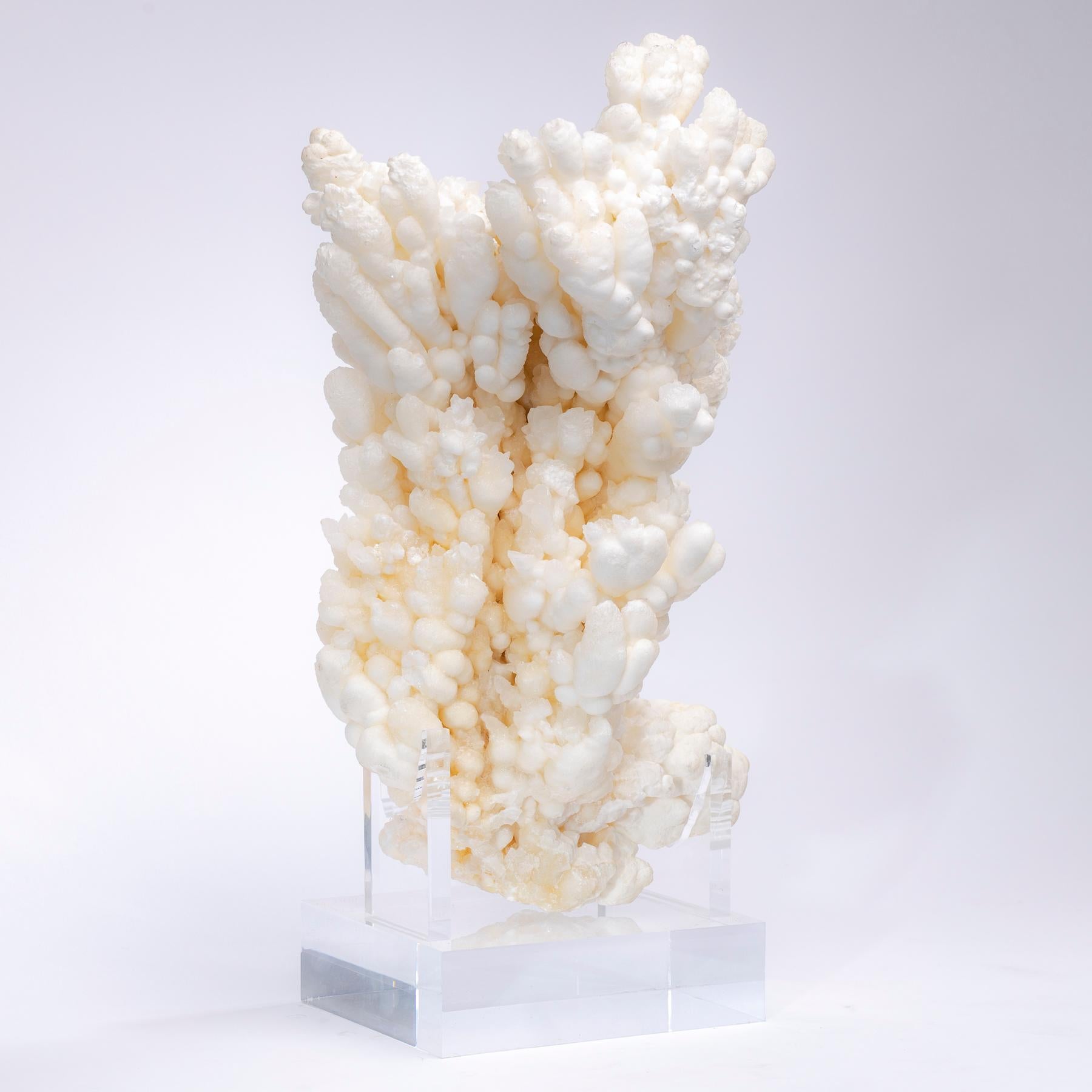 A spectacular formation of aragonite crystal clusters, also known as cave calcite. 
This one of a kind, variety of calcium carbonate mineral looks incredibly as a coral.
  