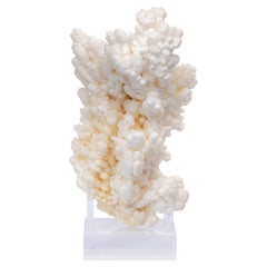 Formation of Aragonite Crystal Clusters from Morocco in a Custom Acrylic Stand