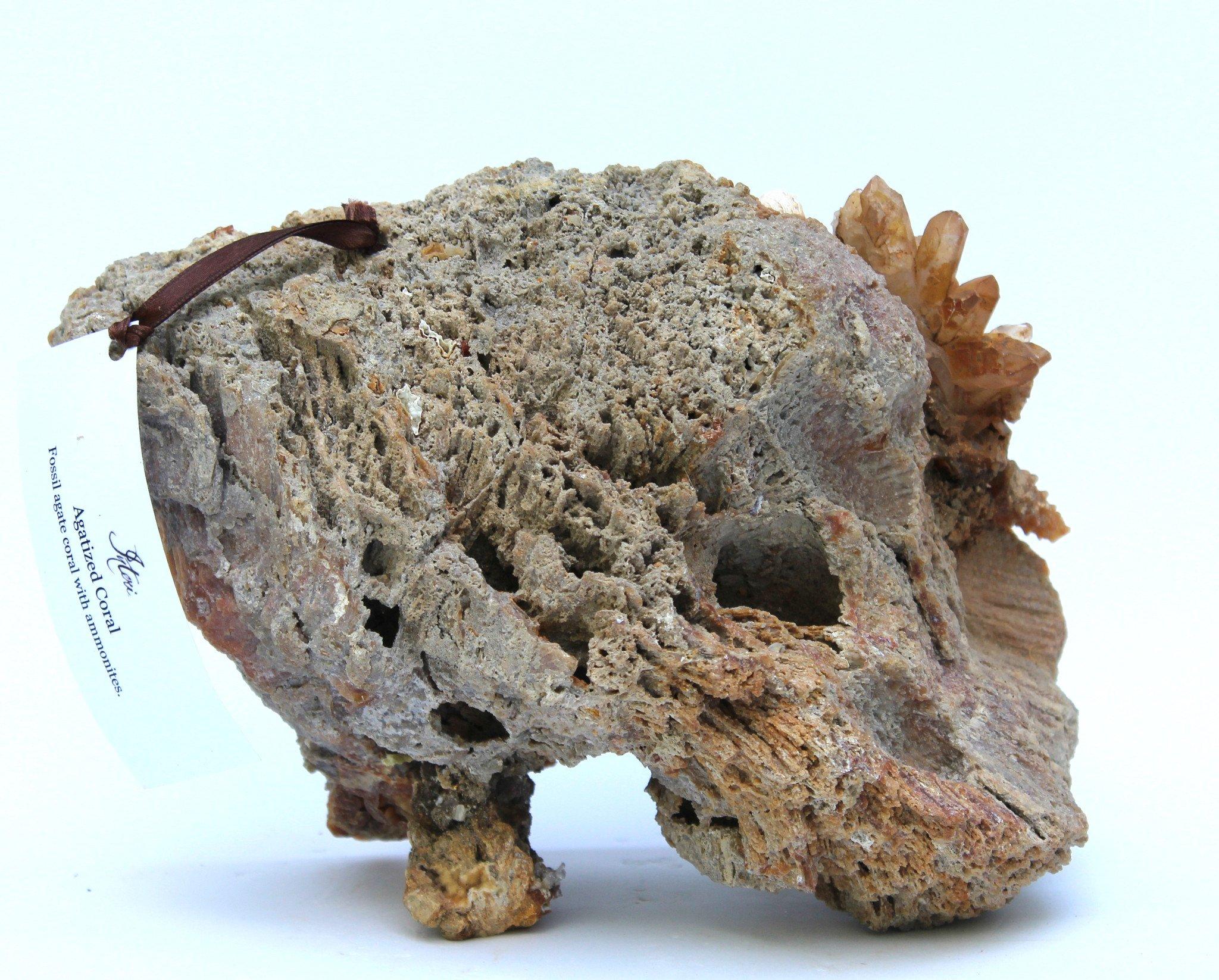 quartz fossils
