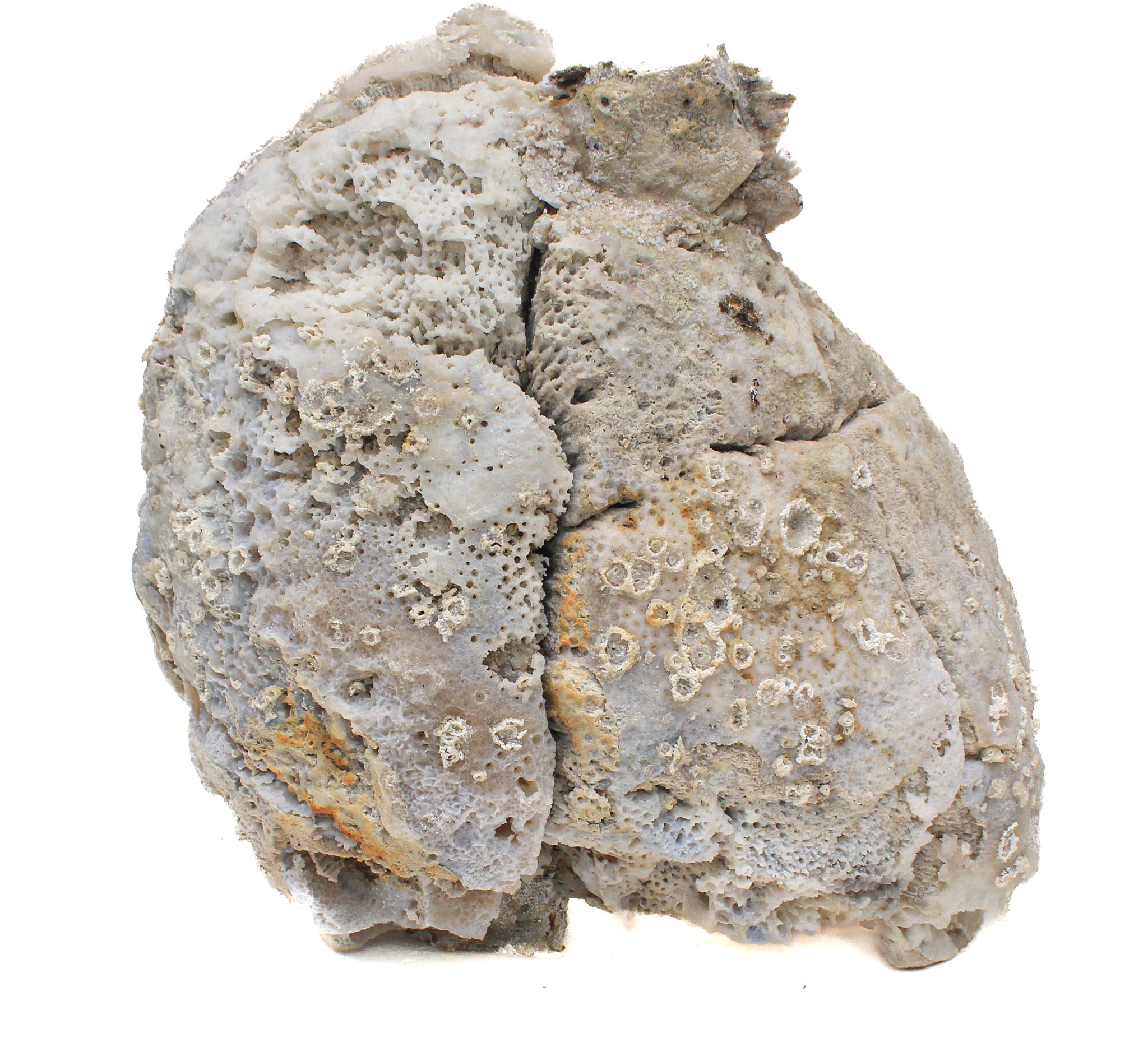 Fossile Achatkoralle mit schillernden fossilen Ammoniten verziert.

Das graue Stück fossiler Achatkoralle ist geschliffen und poliert und mit den schillernden Ammoniten verziert, die perfekt mit dem Mineral harmonieren. Dieses besondere Stück