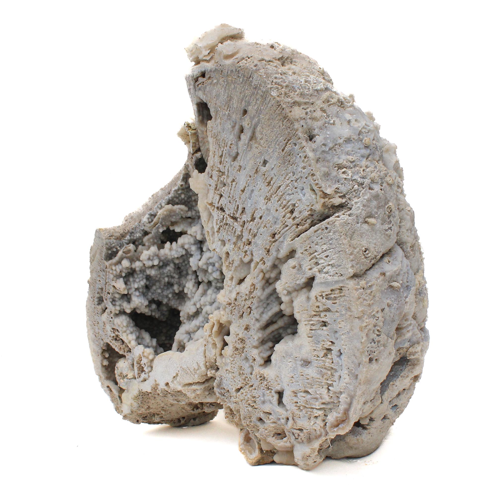 Fossil-Achat-Koralle mit schillernden Ammonits (Organische Moderne) im Angebot