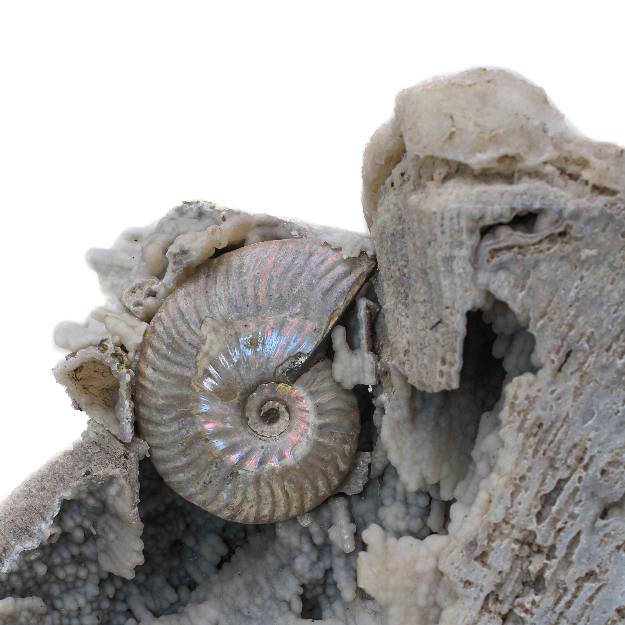 Fossil-Achat-Koralle mit schillernden Ammonits (Poliert) im Angebot