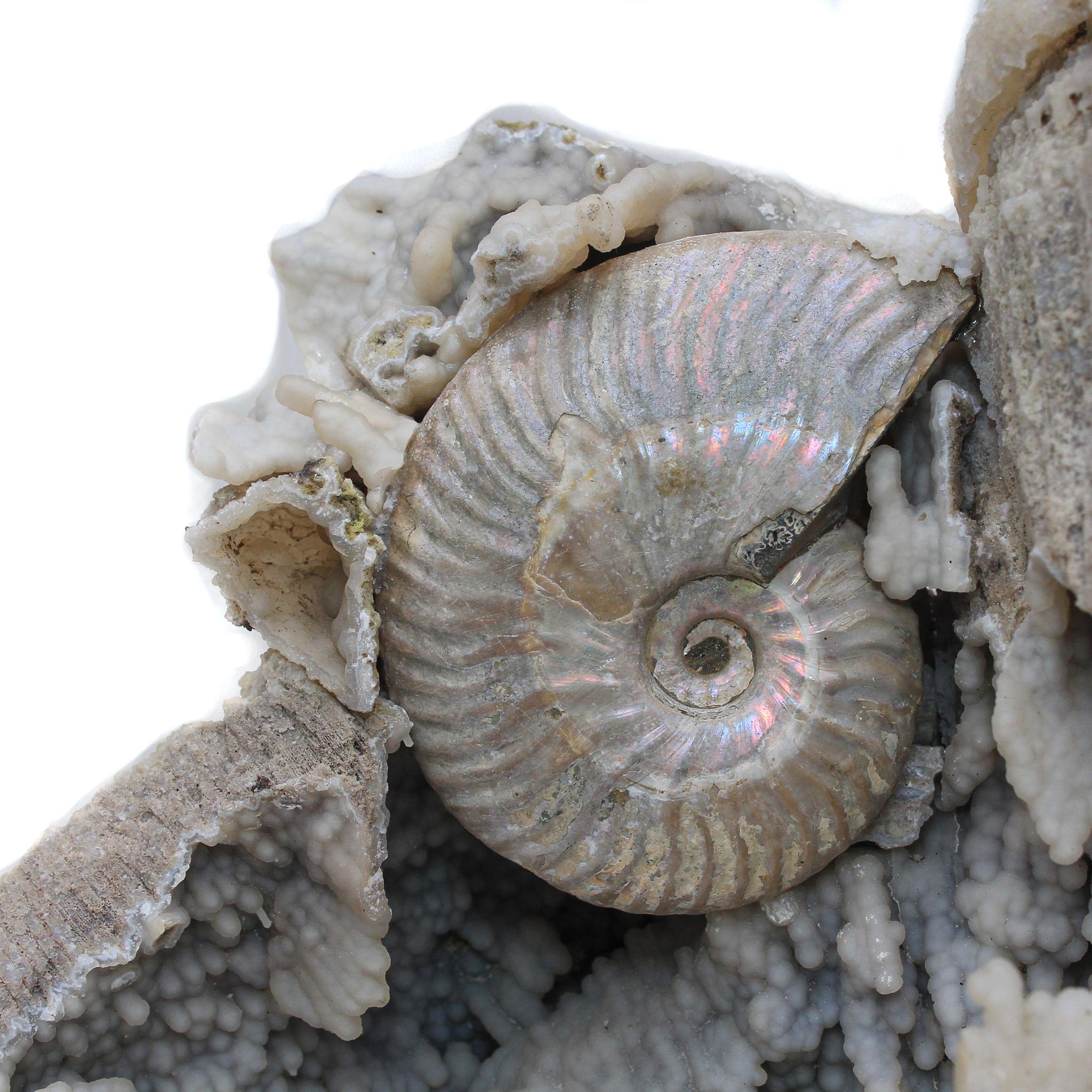 Organic Modern Fossil Agate Coral with Iridescent Ammonites For Sale