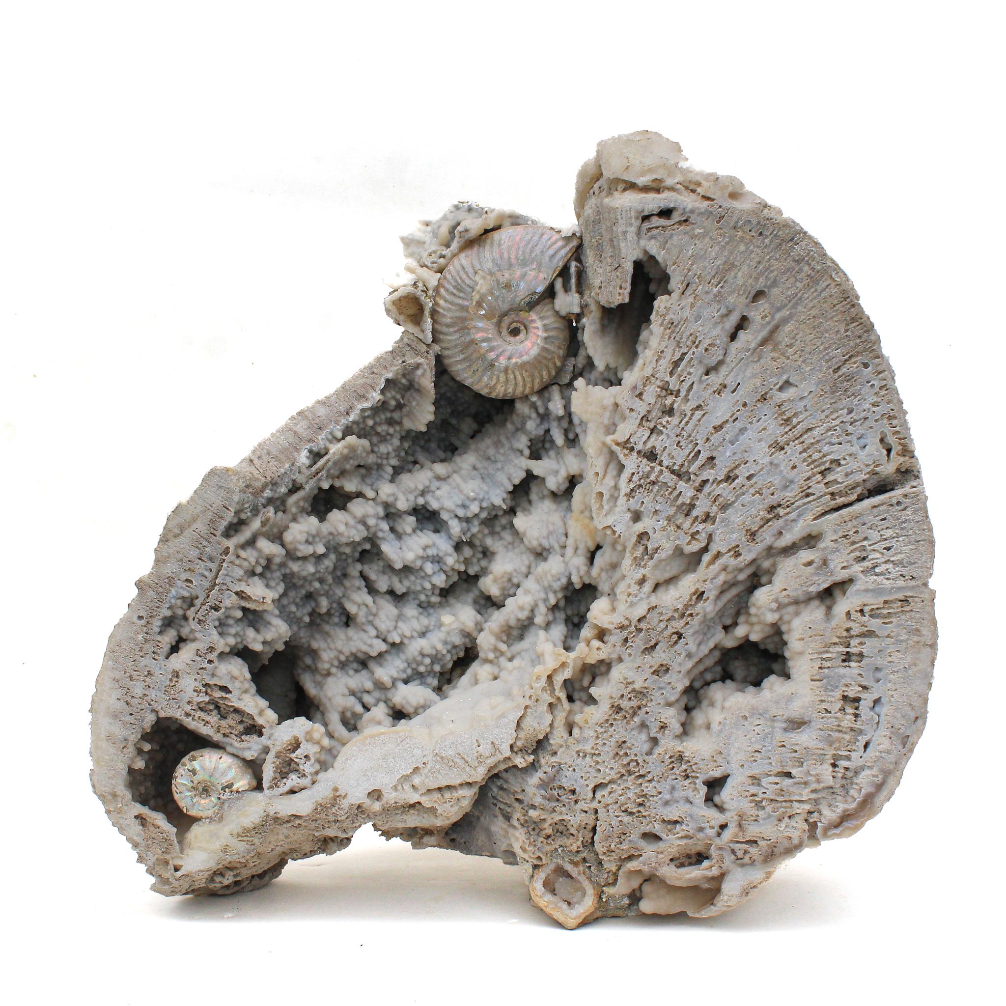American Fossil Agate Coral with Iridescent Ammonites For Sale