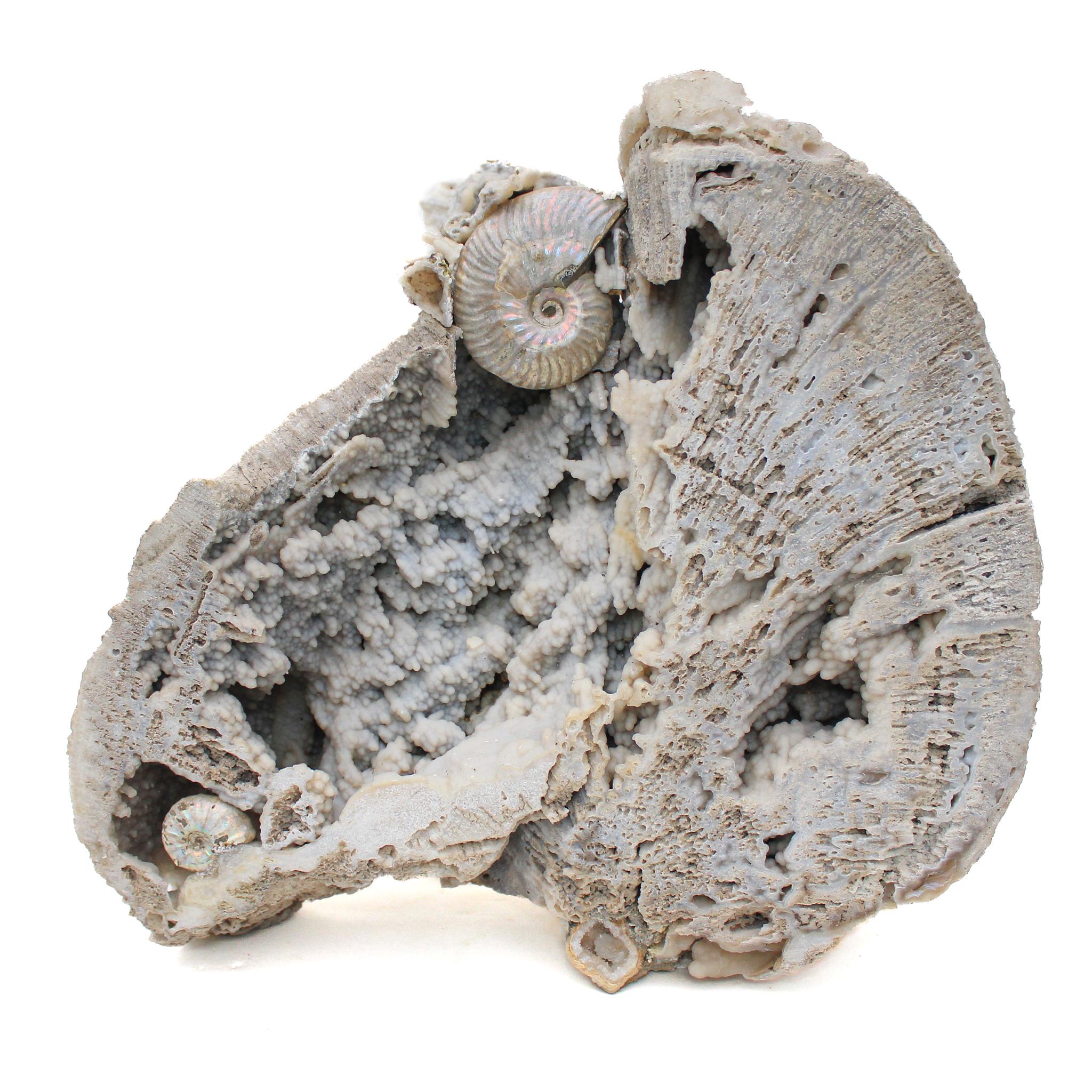 Lucidato Corallo fossile di agata con ammoniti iridescenti in vendita