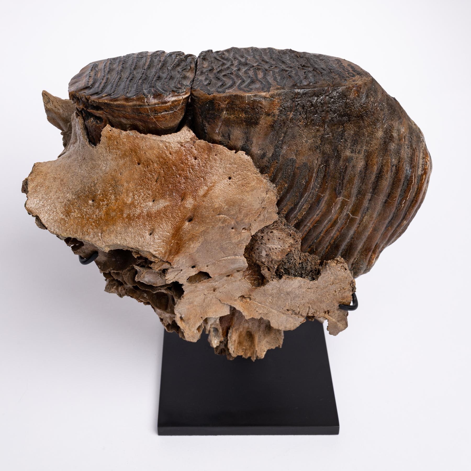 Fossil Alaska Mammoth Tooth Mounted on Metal Base In New Condition In Polanco, CDMX
