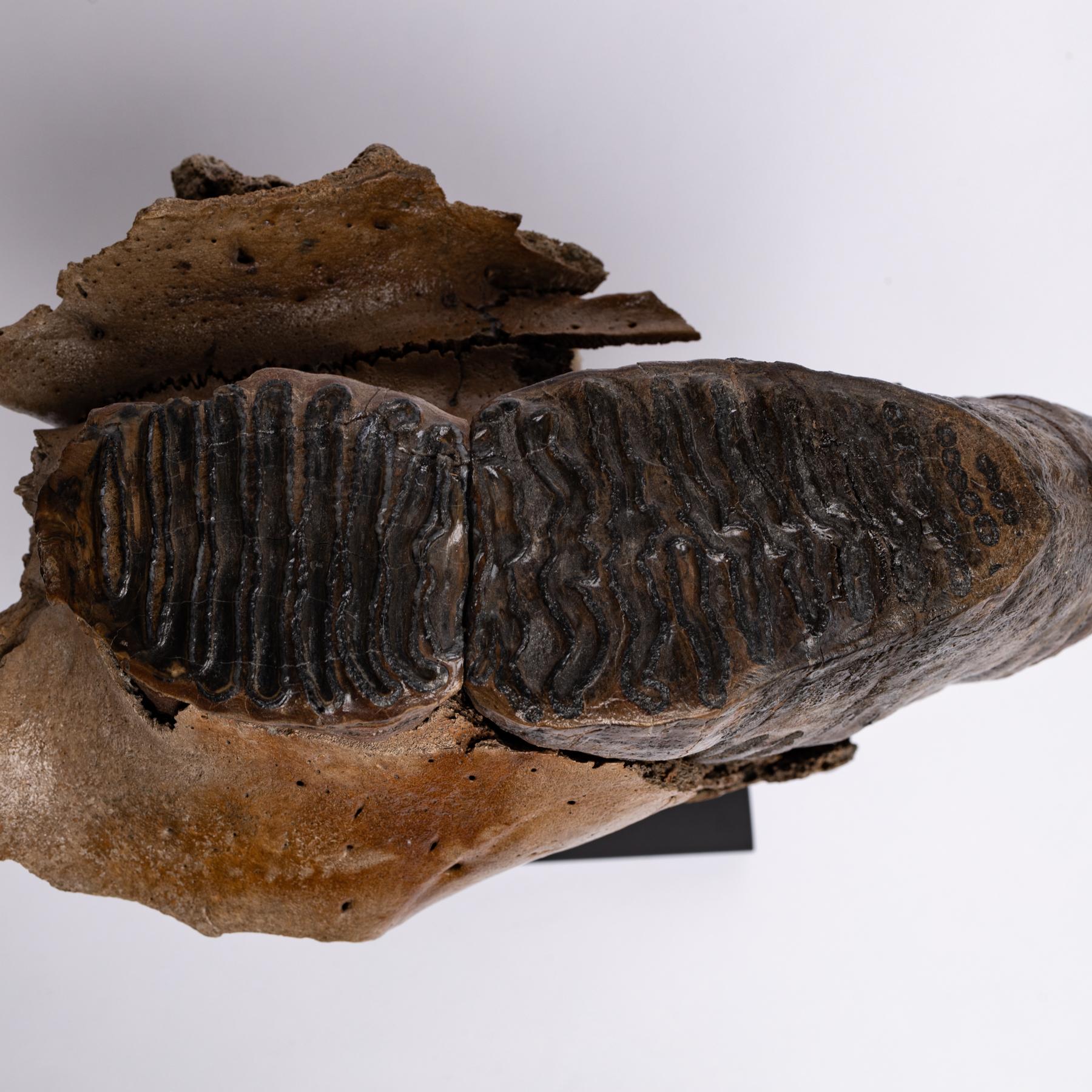 Contemporary Fossil Alaska Mammoth Tooth Mounted on Metal Base