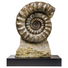 Ammonite fossile (Arietites hyatti) su base di noce personalizzata, Giurassico