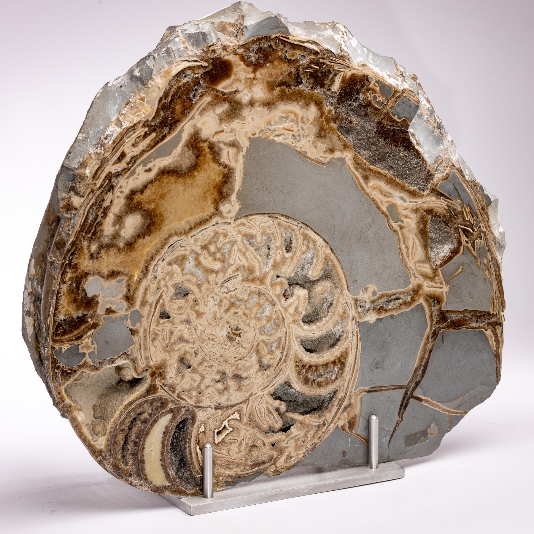 Dieser fossile Küstenammonit aus der Jurazeit aus Dorset, Großbritannien, ist auf einem maßgefertigten Aluminiumständer montiert. Er hat Einschlüsse von septarischem Calcit.
 