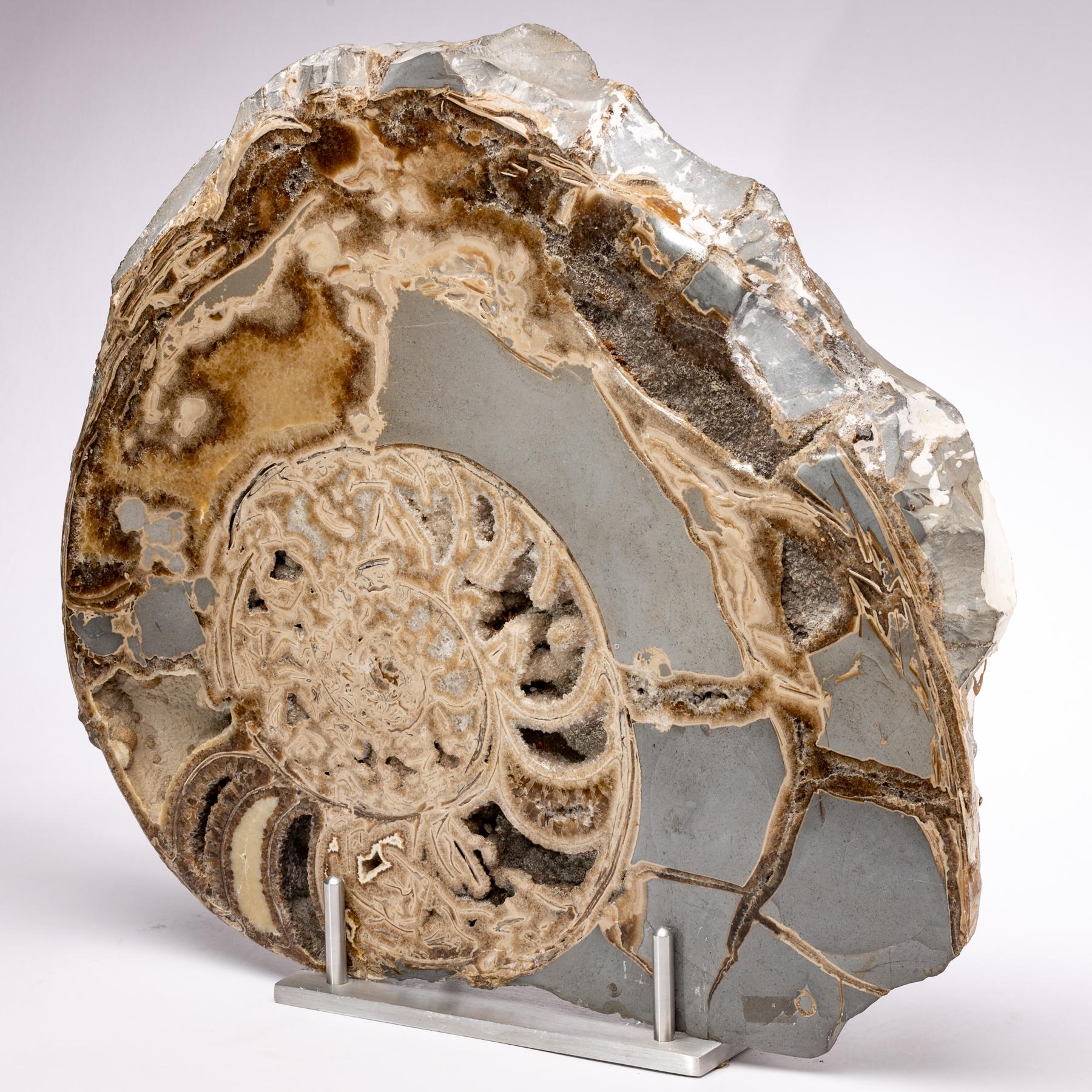Fossiler Ammonit aus dem Vereinigten Königreich, montiert auf speziellem Aluminium Stand, Jurazeit (Organische Moderne) im Angebot