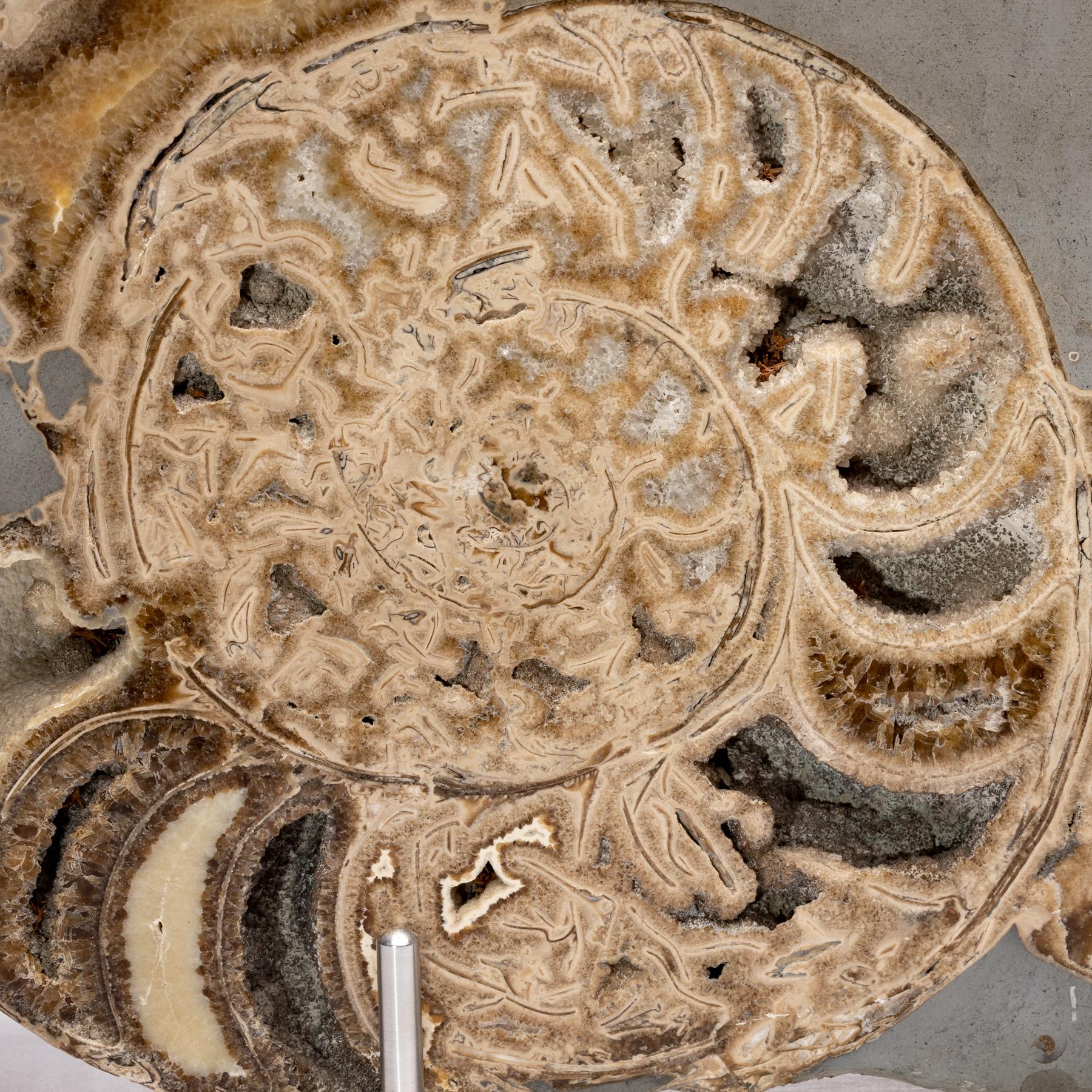 Fossiler Ammonit aus dem Vereinigten Königreich, montiert auf speziellem Aluminium Stand, Jurazeit (Mexikanisch) im Angebot