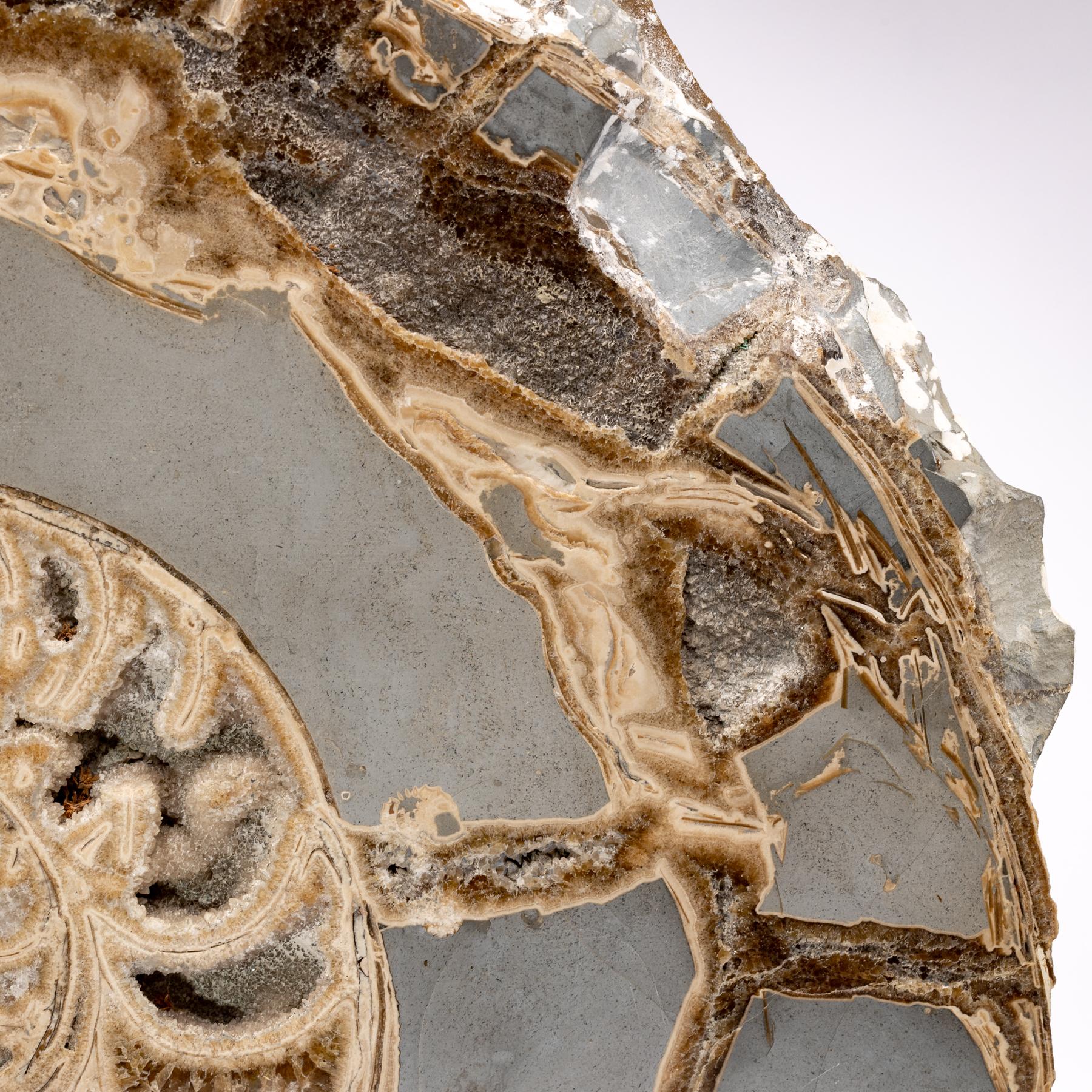 Mexican Fossil Ammonite from UK Mounted on Custom Aluminum Stand, Jurassic Period For Sale
