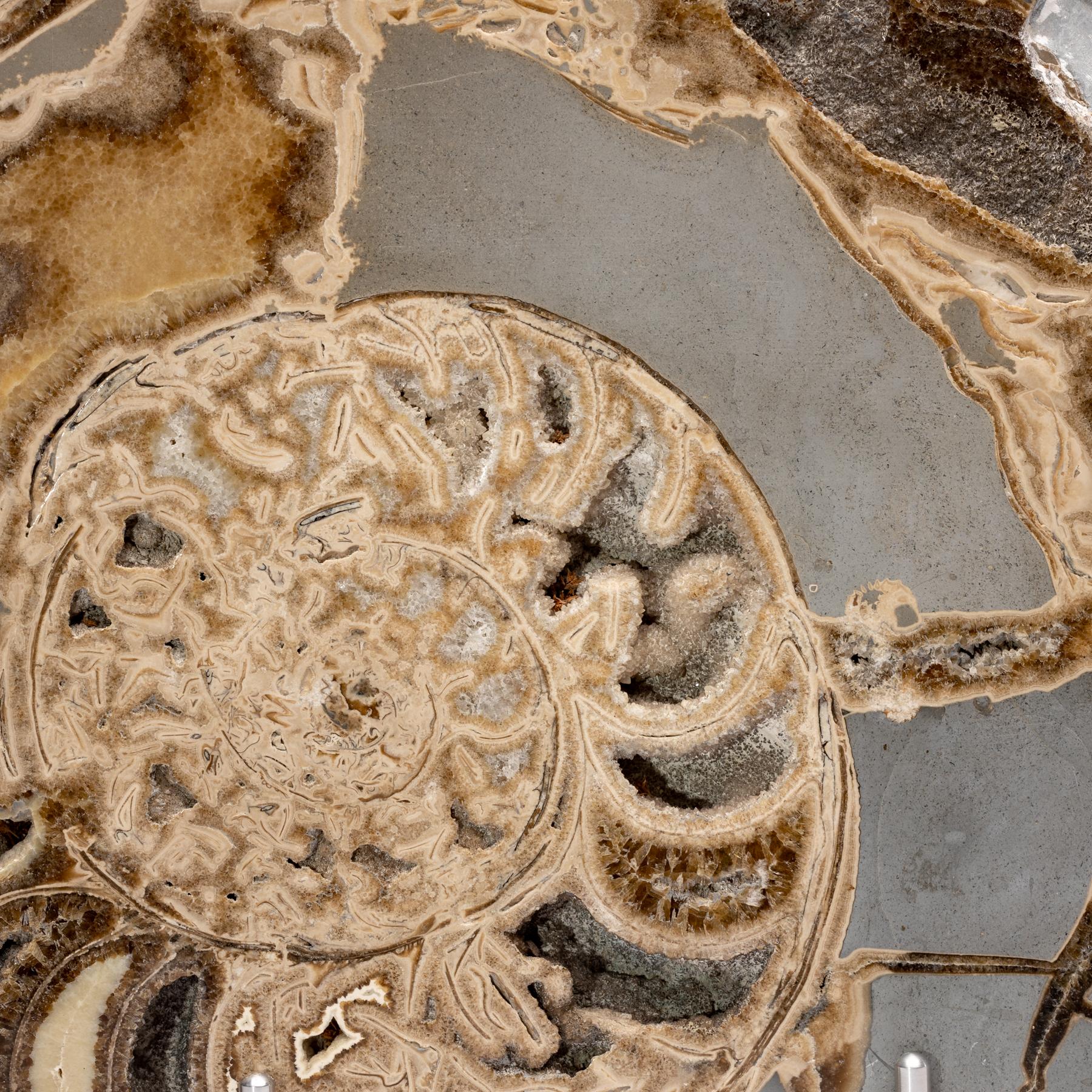 Fossiler Ammonit aus dem Vereinigten Königreich, montiert auf speziellem Aluminium Stand, Jurazeit im Zustand „Neu“ im Angebot in Polanco, CDMX