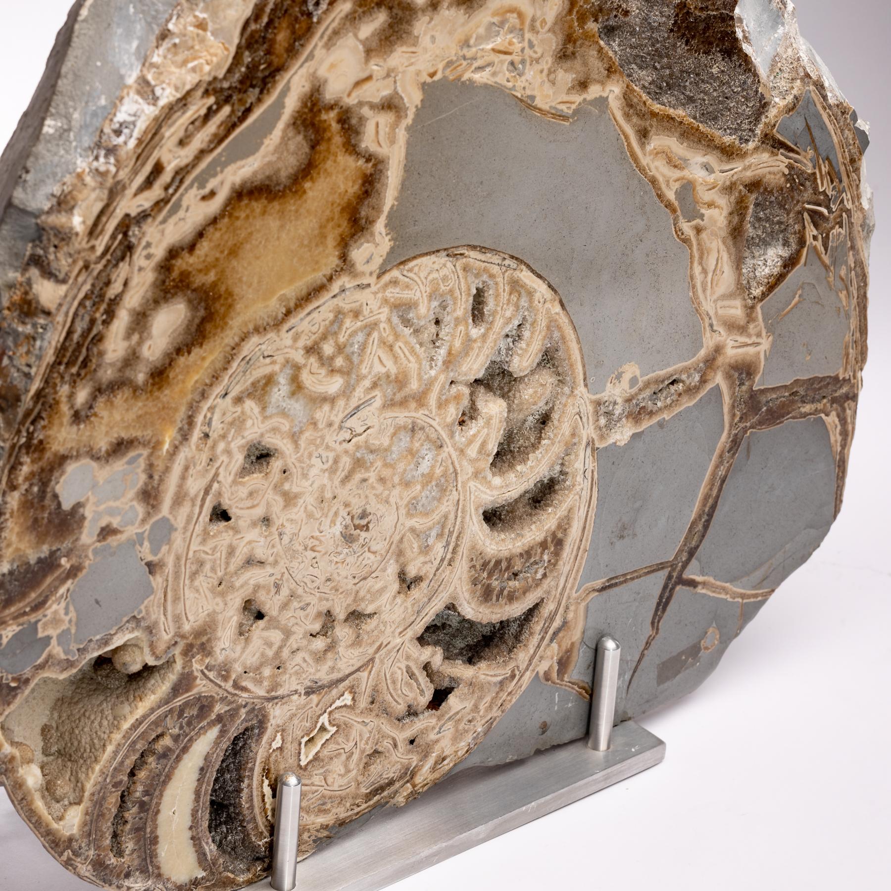 Fossiler Ammonit aus dem Vereinigten Königreich, montiert auf speziellem Aluminium Stand, Jurazeit im Angebot 1
