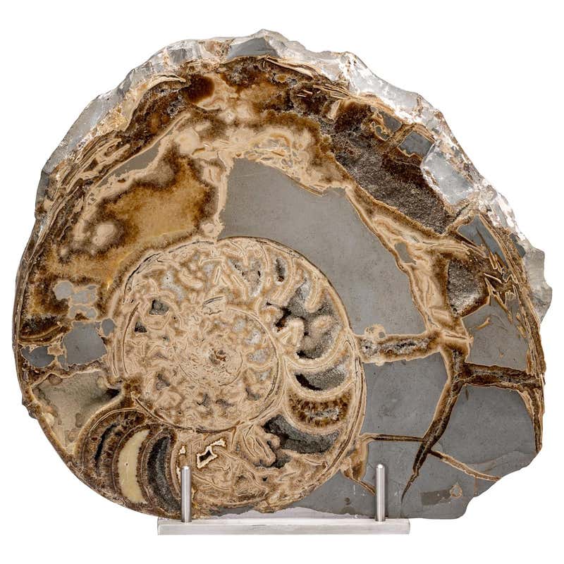 Vintage 1980s Spider Conch Shell Mounted on a Custom Display Stand at ...