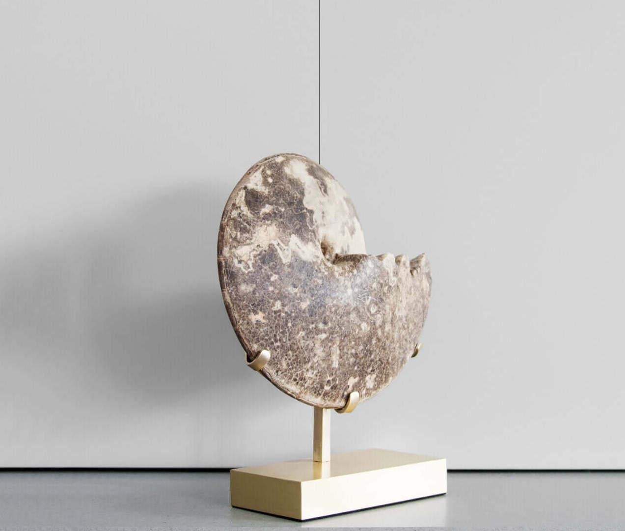 Preistorico Ammonite fossile Hoplitoides Wohltmanni sormontata da un supporto in ottone acidato in vendita