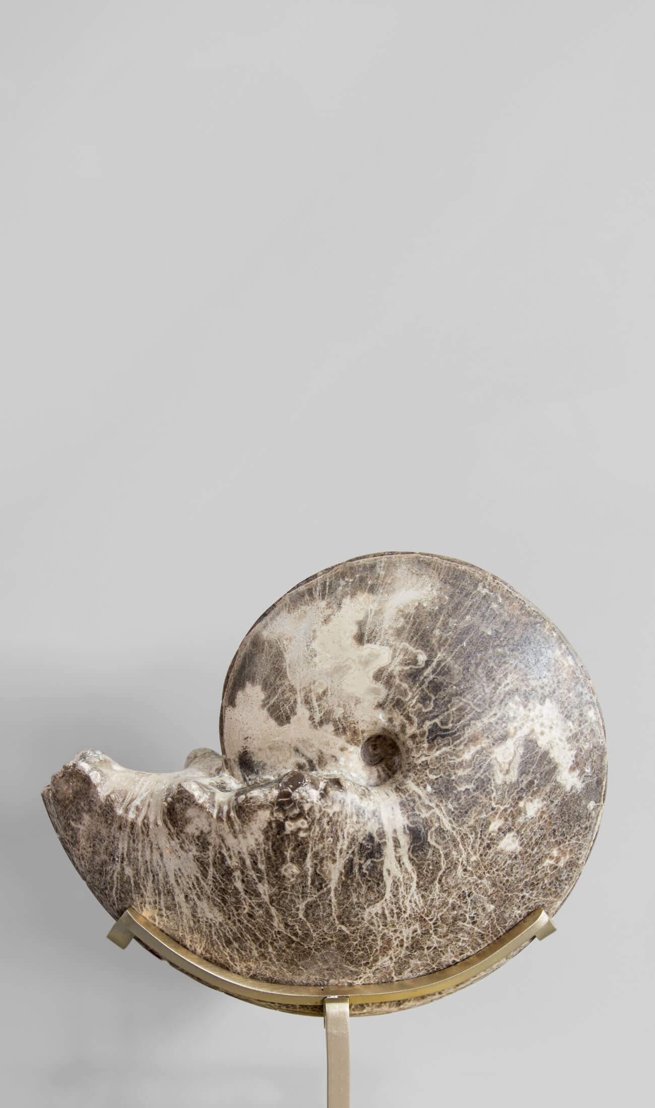 Nordafricano Ammonite fossile Hoplitoides Wohltmanni sormontata da un supporto in ottone acidato in vendita